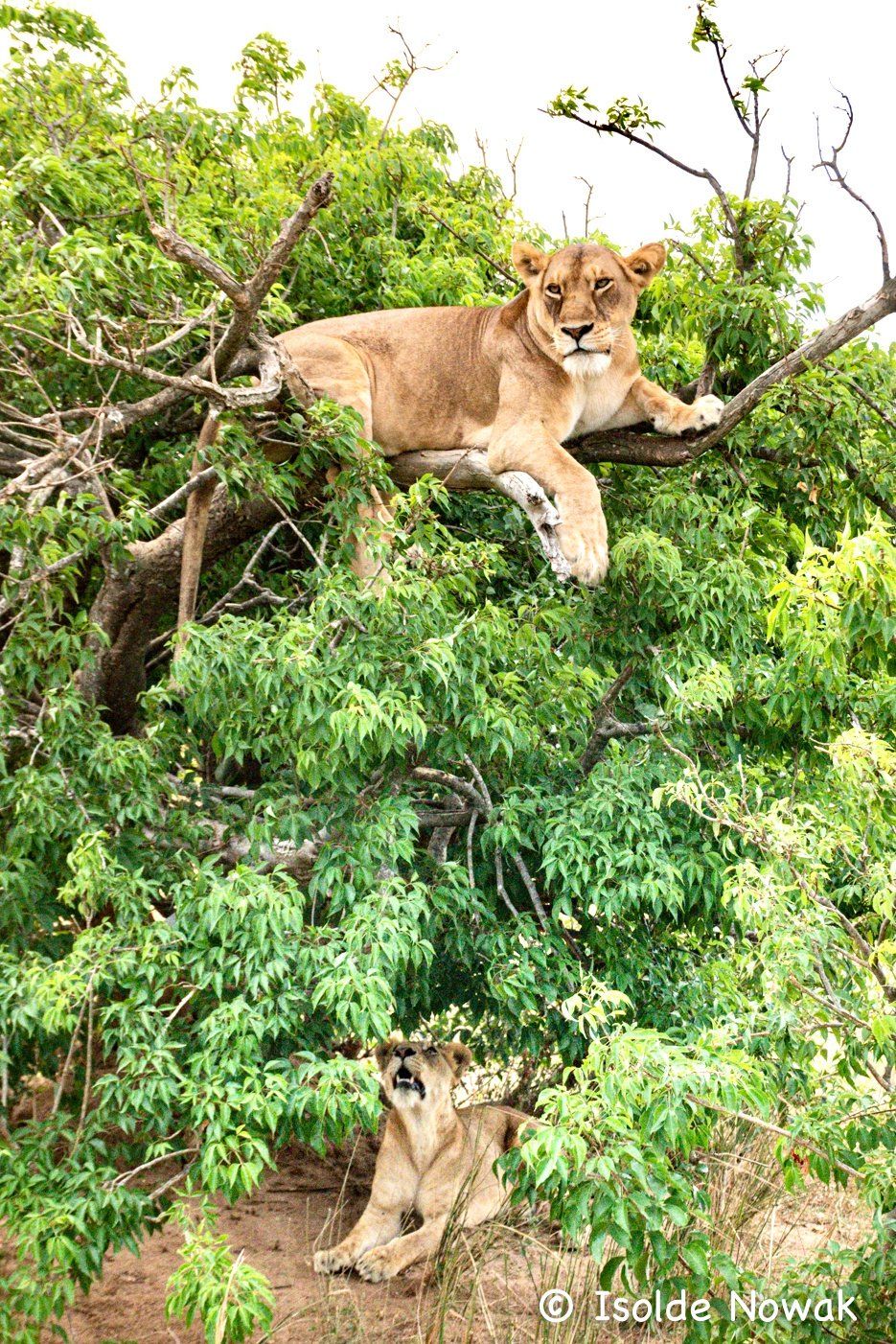 Ishasha, Tree Climbing lions, Queen Elizabeth National Park, Rainforest, Uganda, Gorilla, Birding, Travel, Uganda Safaris, Mountain Gorillas, Gorilla Tracking, Gorilla Trekking, Uganda Tours, Uganda Tour Operators, Uganda Roundtrip, Uganda Reise, Uganda Trips, Uganda travel, Uganda Grouptrips, Uganda Gruppenreise