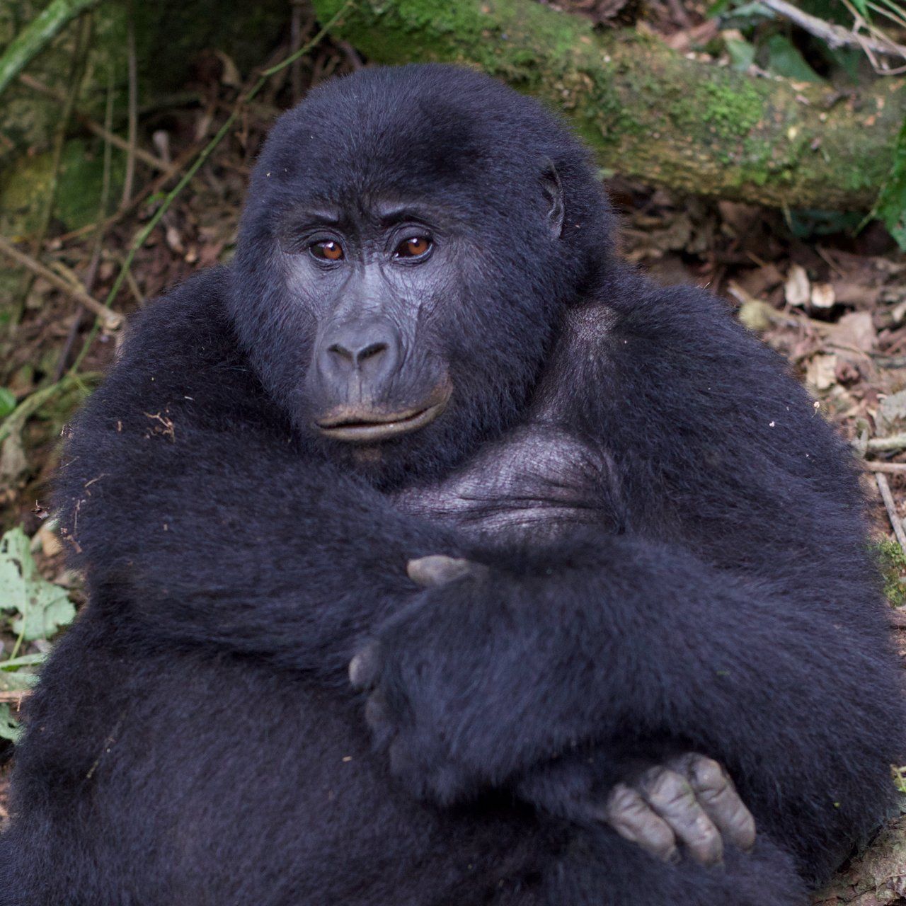 Uganda Safari book with the experts of Nature Responsible Safari Uganda