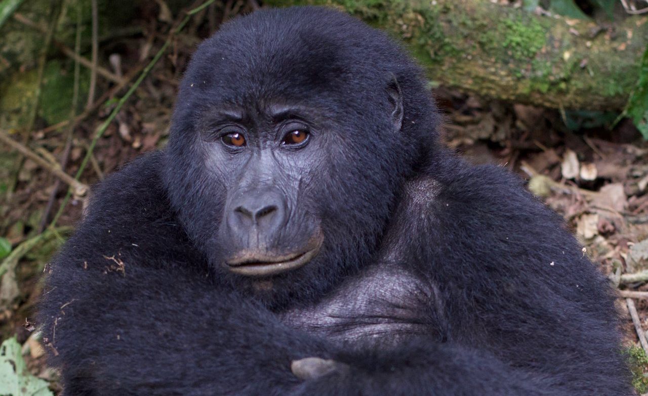 Mountain Gorillas only