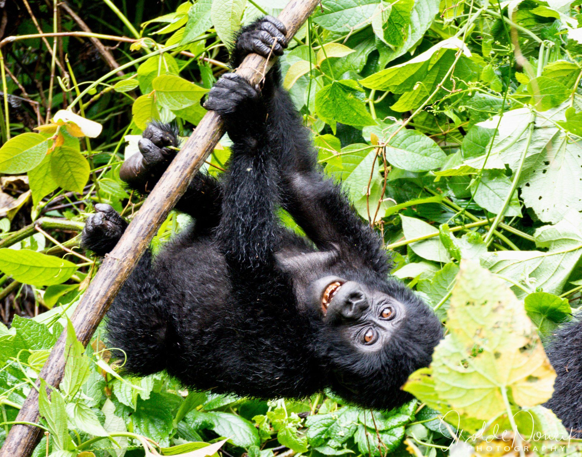 3 Days Mountain Gorillas, Gorilla, Birding, Travel, Uganda Safaris, Mountain Gorillas, Gorilla Tracking, Gorilla Trekking, Uganda Tours, Uganda Tour Operators, Uganda Roundtrip, Uganda Reise, Shoebill, Rhino, Chimpanzee, Chimpanzee Tracking, Uganda Gruppenreise, Uganda Grouptrip