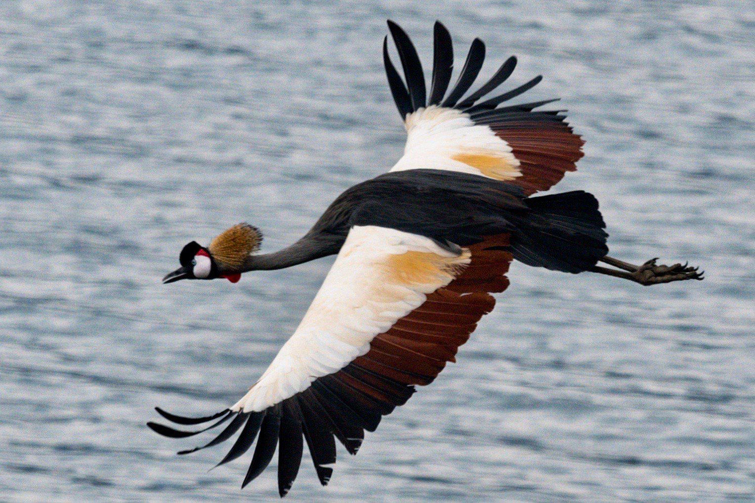 crested crane, in flight, Lake Bunyonyi, Uganda, Gorilla, Birding, Travel, Uganda Safaris, Mountain Gorillas, Gorilla Tracking, Gorilla Trekking, Uganda Tours, Uganda Tour Operators, Uganda Roundtrip, Uganda Reise, Uganda Trips, Uganda travel, Uganda Grouptrips, Uganda Gruppenreise, nature responsible, Kidepo, Mburo, Murchison, Bwindi, Kibale