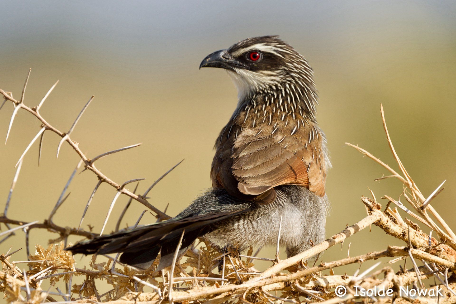 coucal, Uganda, Gorilla, Birding, Travel, Uganda Safaris, Mountain Gorillas, Gorilla Tracking, Gorilla Trekking, Uganda Tours, Uganda Tour Operators, Uganda Roundtrip, Uganda Reise, Uganda Trips, Uganda travel, Uganda Grouptrips, Uganda Gruppenreise, nature responsible, Kidepo, Mburo, Murchison, Bwindi, Kibale