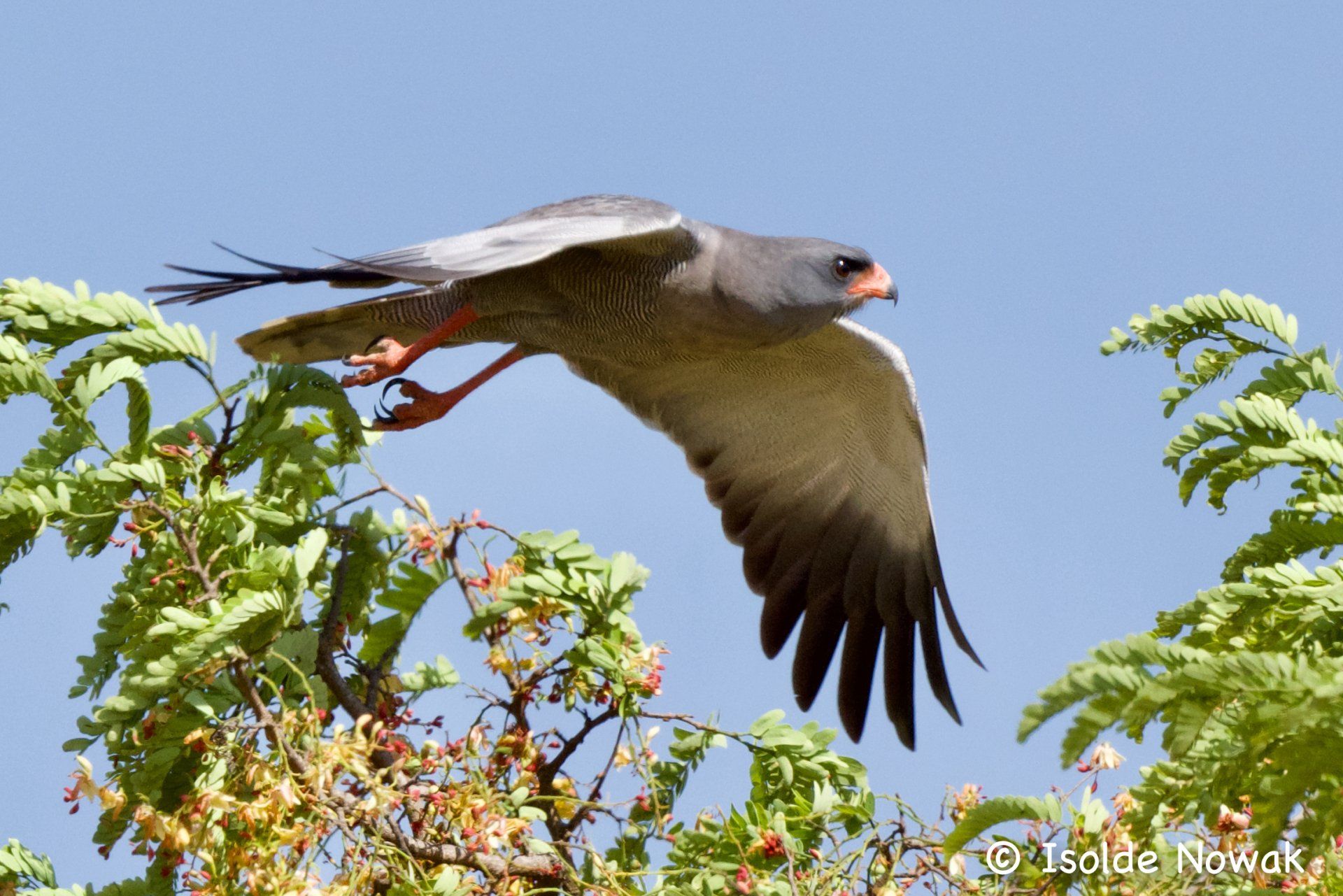Uganda, Gorilla, Birding, Travel, Uganda Safaris, Mountain Gorillas, Gorilla Tracking, Gorilla Trekking, Uganda Tours, Uganda Tour Operators, Uganda Roundtrip, Uganda Reise, Uganda Trips, Uganda travel, Uganda Grouptrips, Uganda Gruppenreise, nature responsible, Kidepo, Mburo, Murchison, Bwindi, Kibale