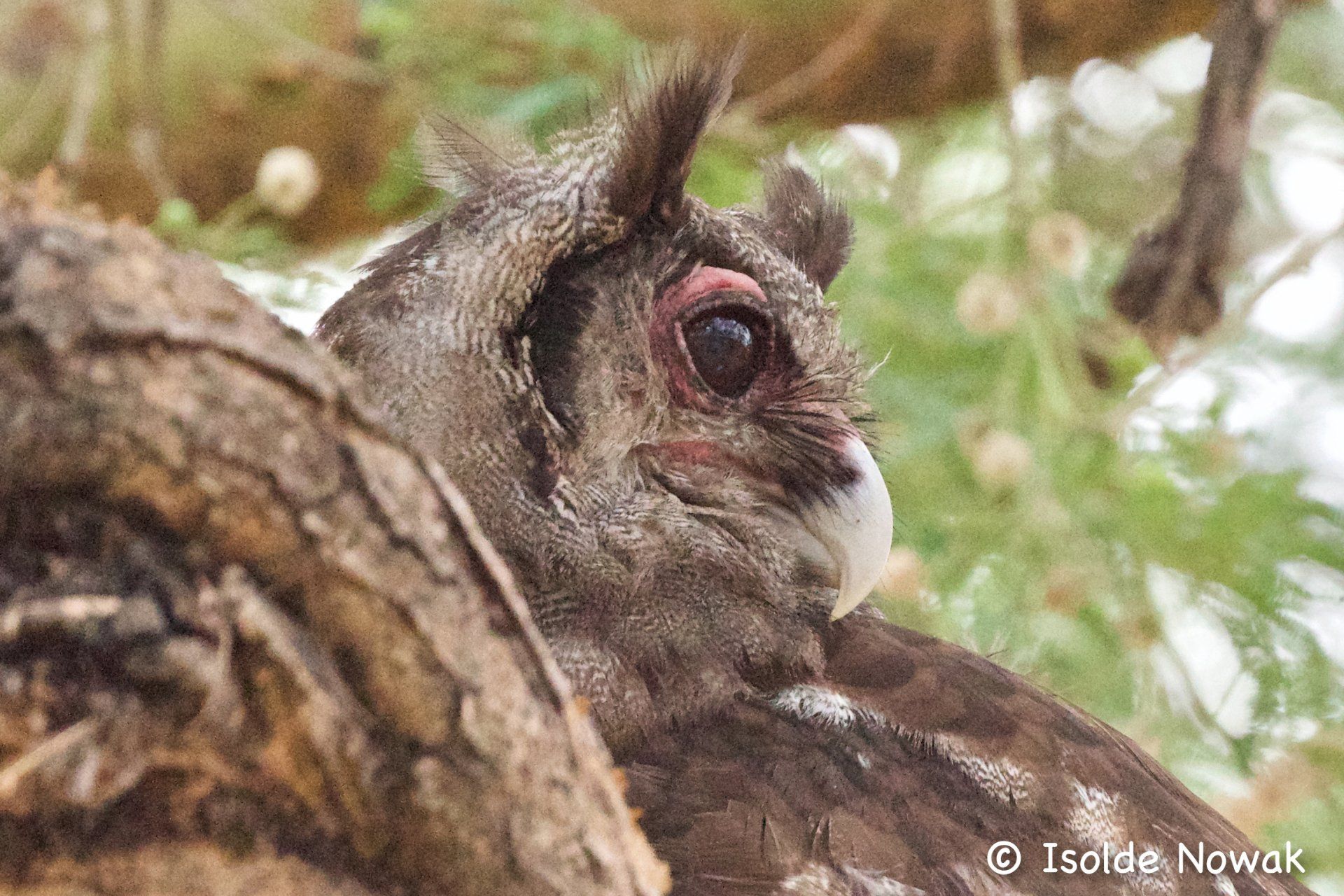 owl,Uganda, Gorilla, Birding, Travel, Uganda Safaris, Mountain Gorillas, Gorilla Tracking, Gorilla Trekking, Uganda Tours, Uganda Tour Operators, Uganda Roundtrip, Uganda Reise, Uganda Trips, Uganda travel, Uganda Grouptrips, Uganda Gruppenreise, nature responsible, Kidepo, Mburo, Murchison, Bwindi, Kibale