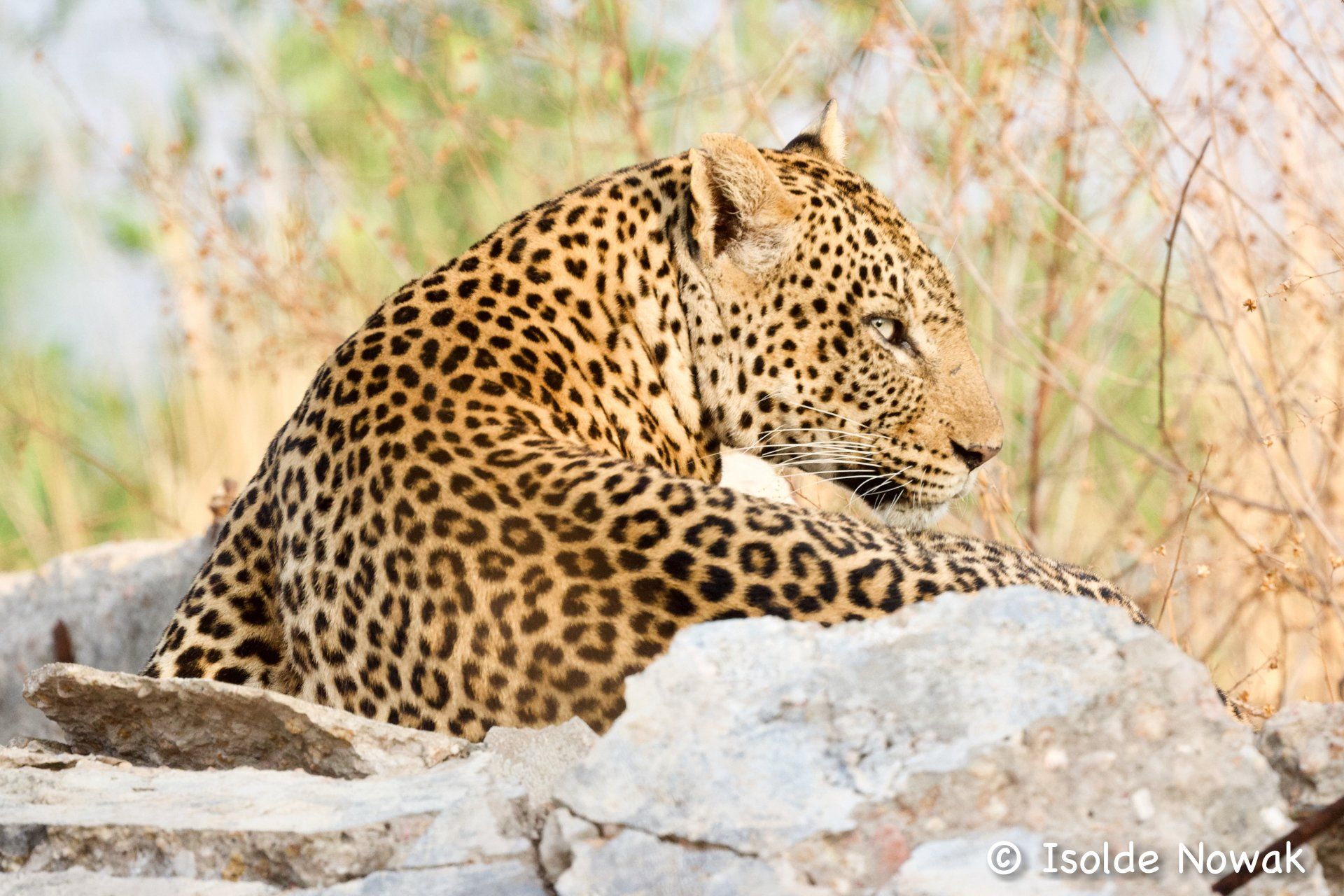 Leopard, Pakuba, Murchison Falls NP, Uganda, Gorilla, Birding, Travel, Uganda Safaris, Mountain Gorillas, Gorilla Tracking, Gorilla Trekking, Uganda Tours, Uganda Tour Operators, Uganda Roundtrip, Uganda Reise, Uganda Trips, Uganda travel, Uganda Grouptrips, Uganda Gruppenreise, nature responsible, Kidepo, Mburo, Murchison, Bwindi, Kibale