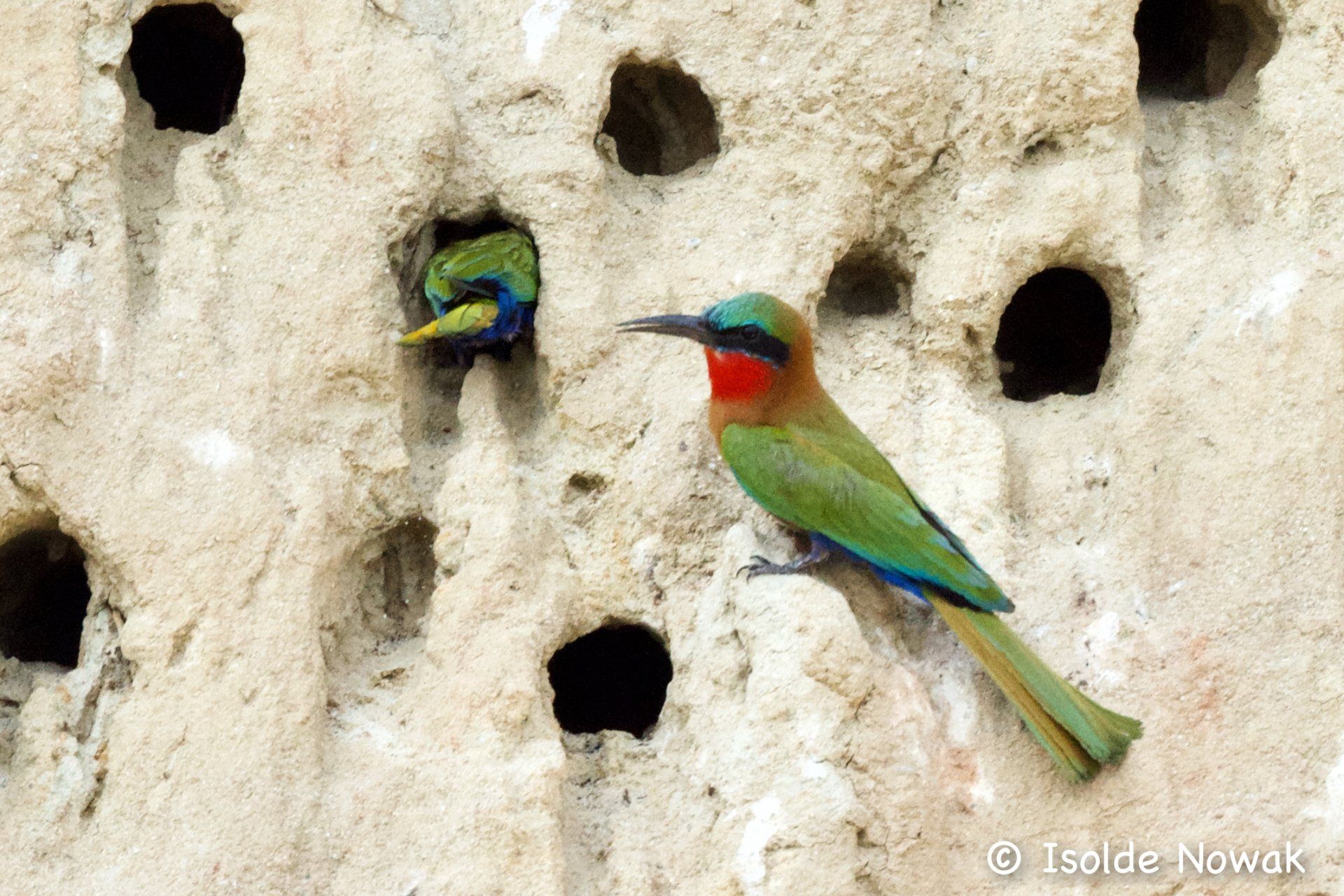 Bee-Eater, Merops, Rainforest, Uganda, Gorilla, Birding, Travel, Uganda Safaris, Mountain Gorillas, Gorilla Tracking, Gorilla Trekking, Uganda Tours, Uganda Tour Operators, Uganda Roundtrip, Uganda Reise, Uganda Trips, Uganda travel, Murchison Falls NP, Uganda Grouptrips, Uganda Gruppenreise