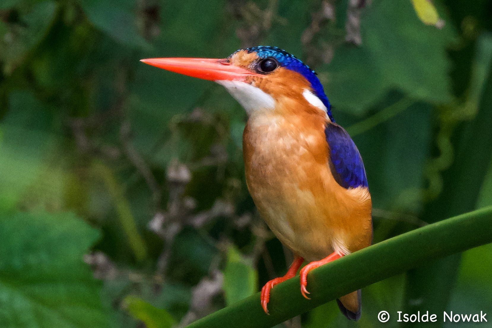 Malachite Kingfisher,Uganda, Gorilla, Birding, Travel, Uganda Safaris, Mountain Gorillas, Gorilla Tracking, Gorilla Trekking, Uganda Tours, Uganda Tour Operators, Uganda Roundtrip, Uganda Reise, Uganda Trips, Uganda travel, Uganda Grouptrips, Uganda Gruppenreise