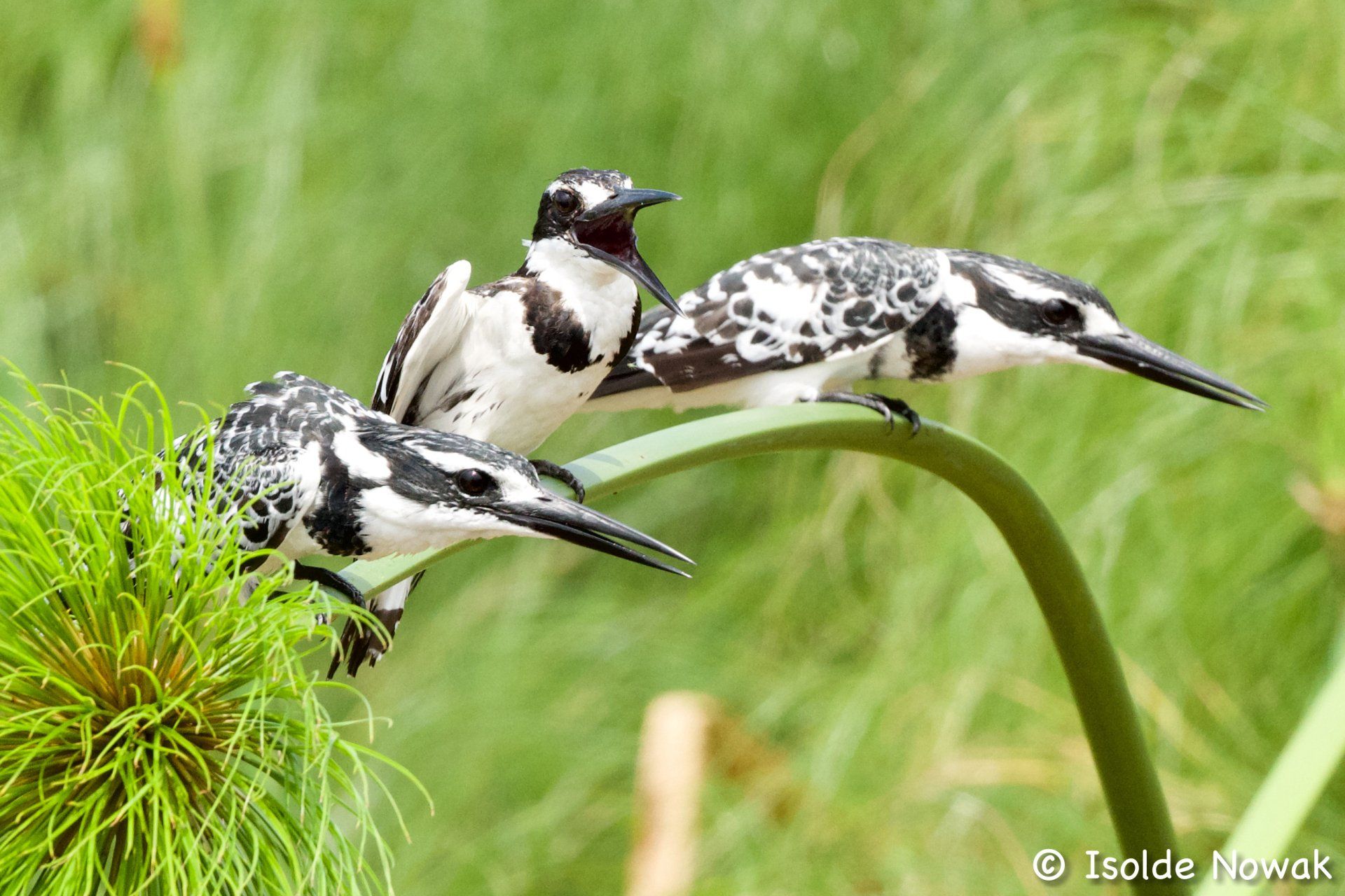 Pied kingfisher, Kazinga Channel, Uganda, Gorilla, Birding, Travel, Uganda Safaris, Mountain Gorillas, Gorilla Tracking, Gorilla Trekking, Uganda Tours, Uganda Tour Operators, Uganda Roundtrip, Uganda Reise, Uganda Trips, Uganda travel, Uganda Grouptrips, Uganda Gruppenreise, nature responsible, Kidepo, Mburo, Murchison, Bwindi, Kibale