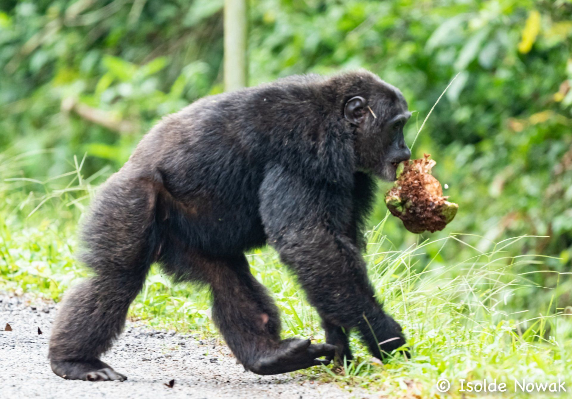 Schimpanse, Chimpanzee, Rainforest, Uganda, Gorilla, Birding, Travel, Uganda Safaris, Mountain Gorillas, Gorilla Tracking, Gorilla Trekking, Uganda Tours, Uganda Tour Operators, Uganda Roundtrip, Uganda Reise, Uganda Trips, Uganda travel, Uganda Grouptrips, Uganda Gruppenreise