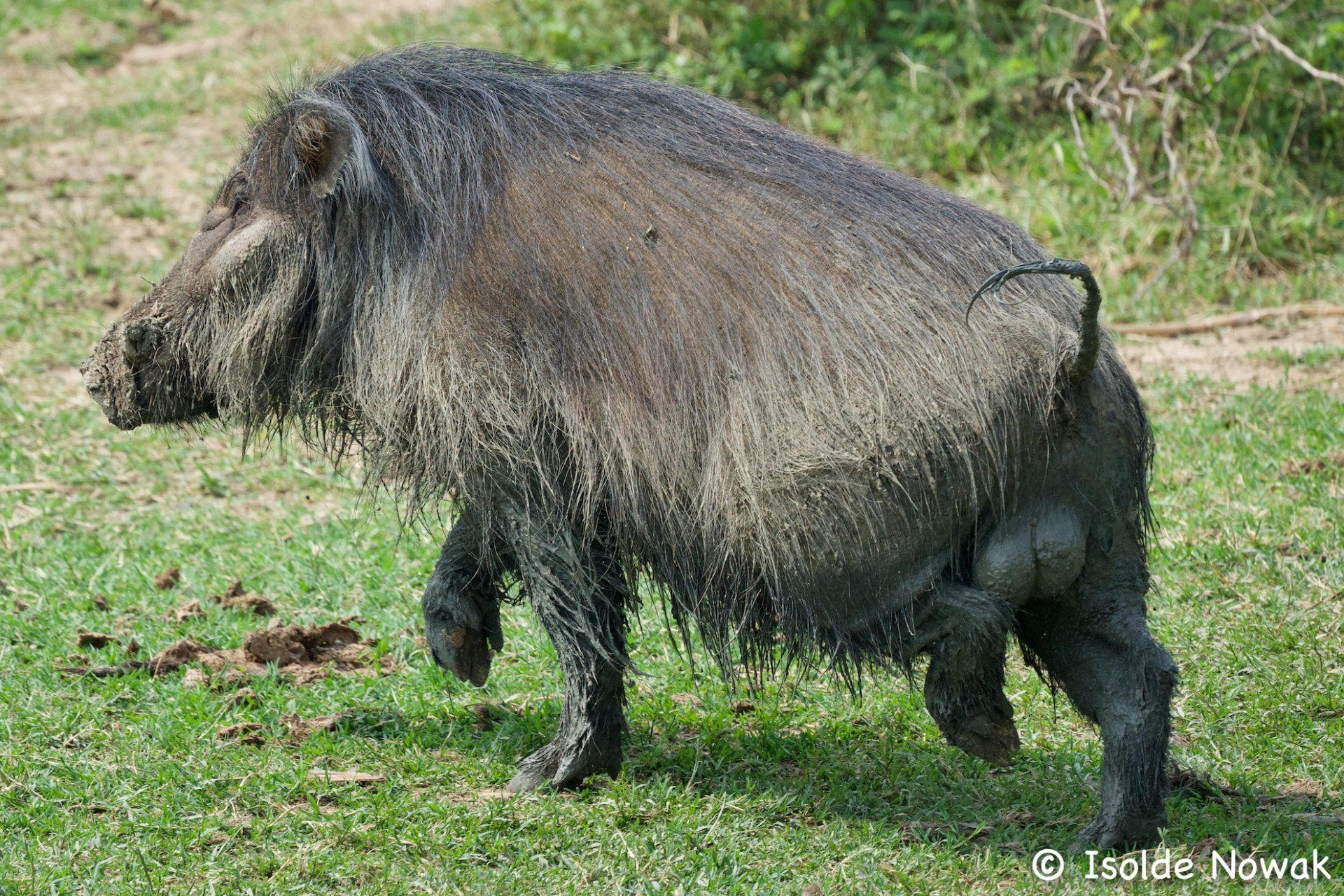 Giant forest hog, Kazinga Channel, Uganda, Gorilla, Birding, Travel, Uganda Safaris, Mountain Gorillas, Gorilla Tracking, Gorilla Trekking, Uganda Tours, Uganda Tour Operators, Uganda Roundtrip, Uganda Reise, Uganda Trips, Uganda travel, Uganda Grouptrips, Uganda Gruppenreise, nature responsible, Kidepo, Mburo, Murchison, Bwindi, Kibale
