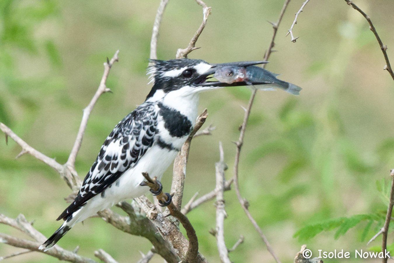 Pied Kingfisher, Kazinga Channel, Uganda, Gorilla, Birding, Travel, Uganda Safaris, Mountain Gorillas, Gorilla Tracking, Gorilla Trekking, Uganda Tours, Uganda Tour Operators, Uganda Roundtrip, Uganda Reise, Uganda Trips, Uganda travel, Uganda Grouptrips, Uganda Gruppenreise, nature responsible, Kidepo, Mburo, Murchison, Bwindi, Kibale