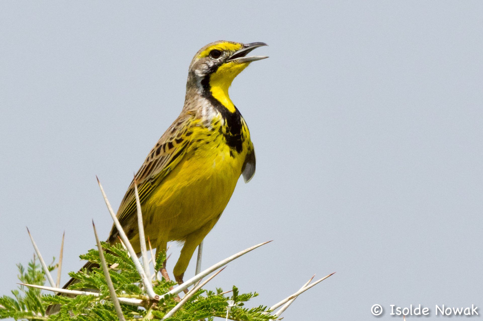 yellow breasted long claw, Uganda Birding, Gorilla, Birding, Travel, Uganda Safaris, Mountain Gorillas, Gorilla Tracking, Gorilla Trekking, Uganda Tours, Uganda Tour Operators, Uganda Roundtrip, Uganda Reise, Uganda Trips, Uganda travel, Uganda Grouptrips, Uganda Gruppenreise, Birds of Uganda, shoebill, hornbill