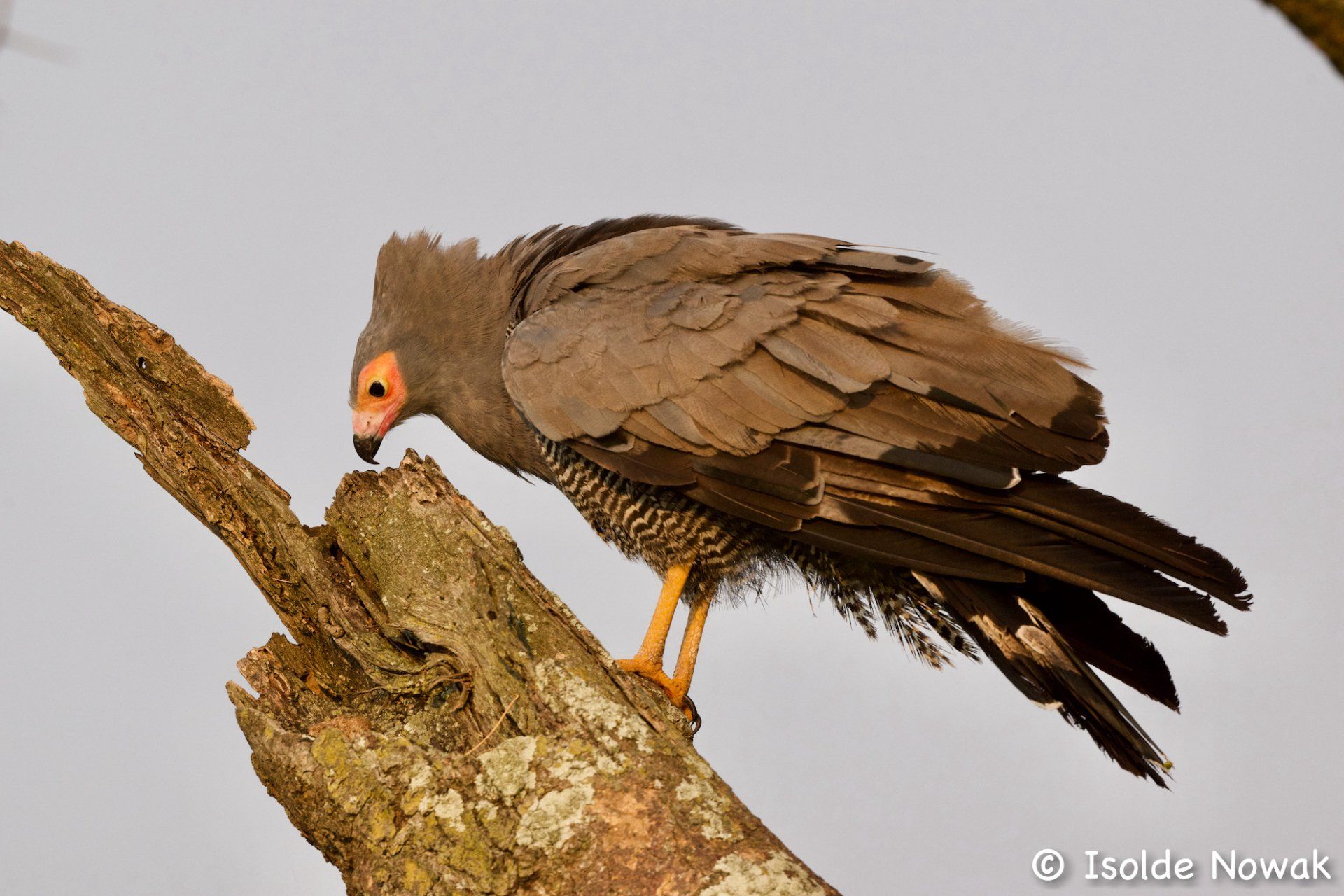 Uganda, Gorilla, Birding, Travel, Uganda Safaris, Mountain Gorillas, Gorilla Tracking, Gorilla Trekking, Uganda Tours, Uganda Tour Operators, Uganda Roundtrip, Uganda Reise, Uganda Trips, Uganda travel, Uganda Grouptrips, Uganda Gruppenreise, nature responsible, Kidepo, Mburo, Murchison, Bwindi, Kibale