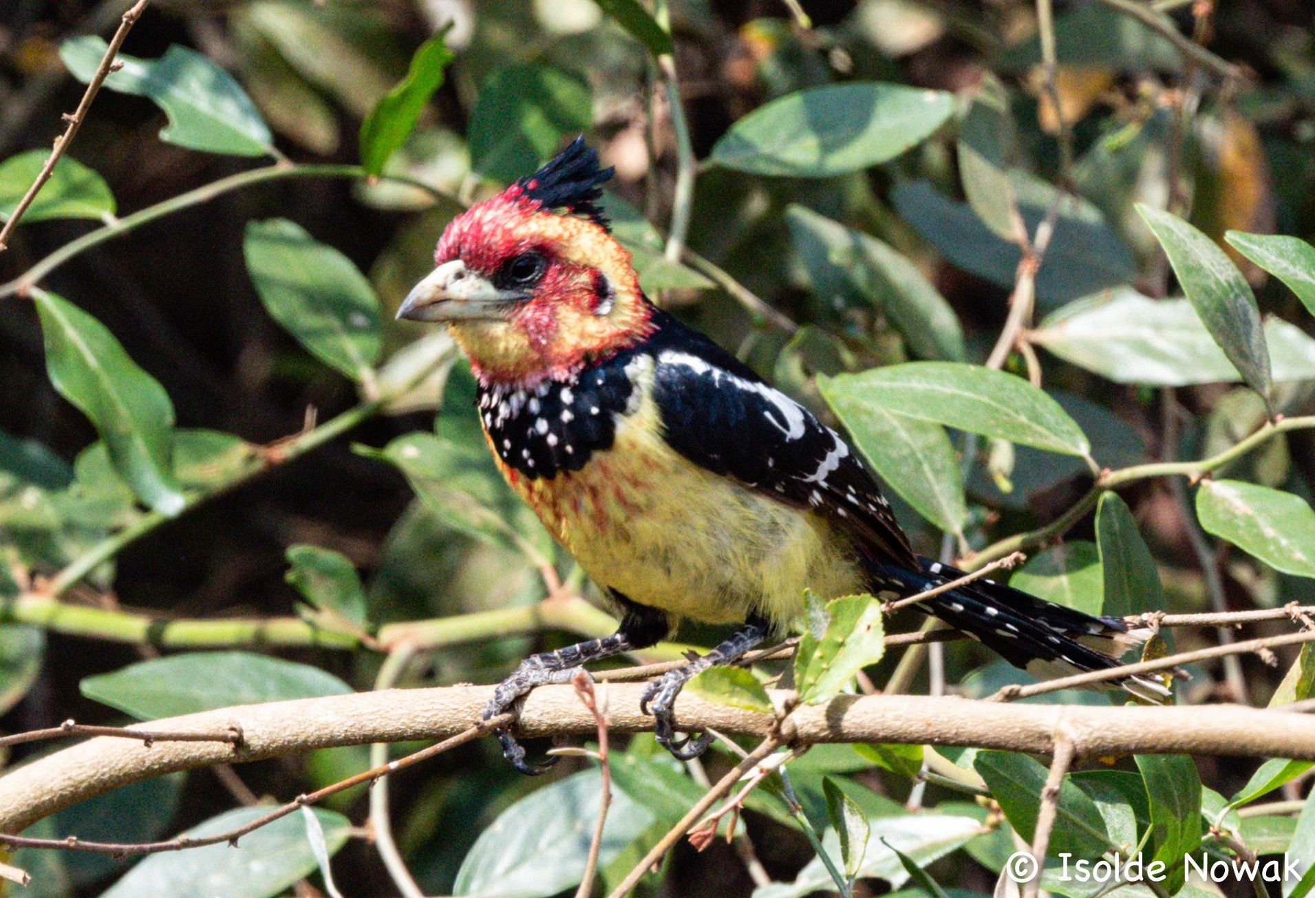 Crested Barbet, Lake Mburo, abyssinian ground hornbill, Murchison Falls NP, Rainforest, Uganda, Gorilla, Birding, Travel, Uganda Safaris, Mountain Gorillas, Gorilla Tracking, Gorilla Trekking, Uganda Tours, Uganda Tour Operators, Uganda Roundtrip, Uganda Reise, Uganda Trips, Uganda travel, Uganda Grouptrips, Uganda Gruppenreise