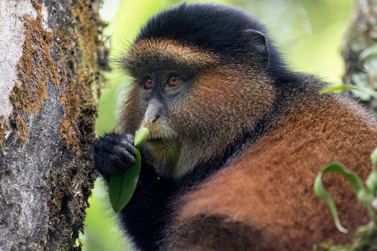 golden Monkey, Mgahinga NP, Volcanoes, Virunga, abyssinian ground hornbill, Murchison Falls NP, Rainforest, Uganda, Gorilla, Birding, Travel, Uganda Safaris, Mountain Gorillas, Gorilla Tracking, Gorilla Trekking, Uganda Tours, Uganda Tour Operators, Uganda Roundtrip, Uganda Reise, Uganda Trips, Uganda travel, Uganda Grouptrips, Uganda Gruppenreise