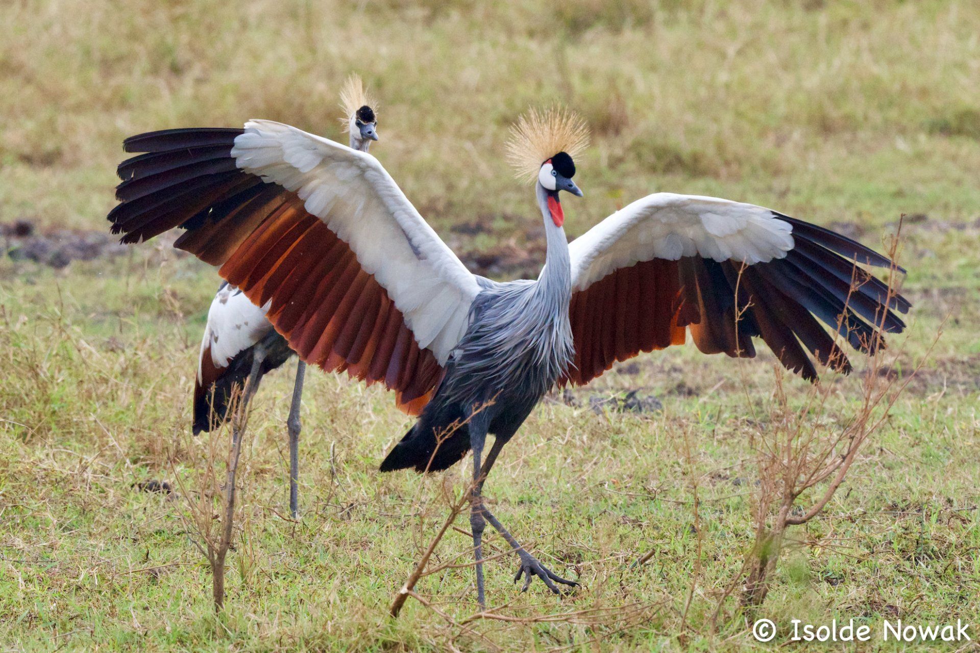 Kronenkranich, Crested Crane, Lake Bunyonyi, Uganda, Gorilla, Birding, Travel, Uganda Safaris, Mountain Gorillas, Gorilla Tracking, Gorilla Trekking, Uganda Tours, Uganda Tour Operators, Uganda Roundtrip, Uganda Reise, Uganda Trips, Uganda travel, Uganda Grouptrips, Uganda Gruppenreise, nature responsible, Kidepo, Mburo, Murchison, Bwindi, Kibale