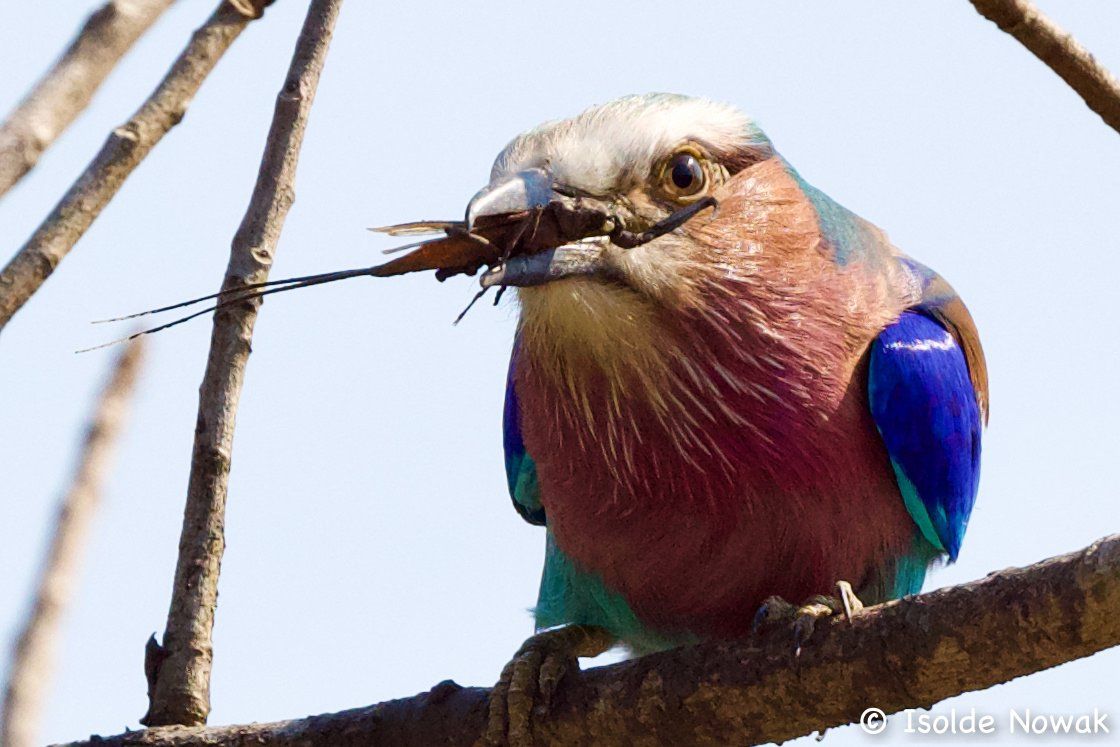 Gabelracke, abyssinian ground hornbill, Murchison Falls NP, Rainforest, Uganda, Gorilla, Birding, Travel, Uganda Safaris, Mountain Gorillas, Gorilla Tracking, Gorilla Trekking, Uganda Tours, Uganda Tour Operators, Uganda Roundtrip, Uganda Reise, Uganda Trips, Uganda travel, Uganda Grouptrips, Uganda Gruppenreise
