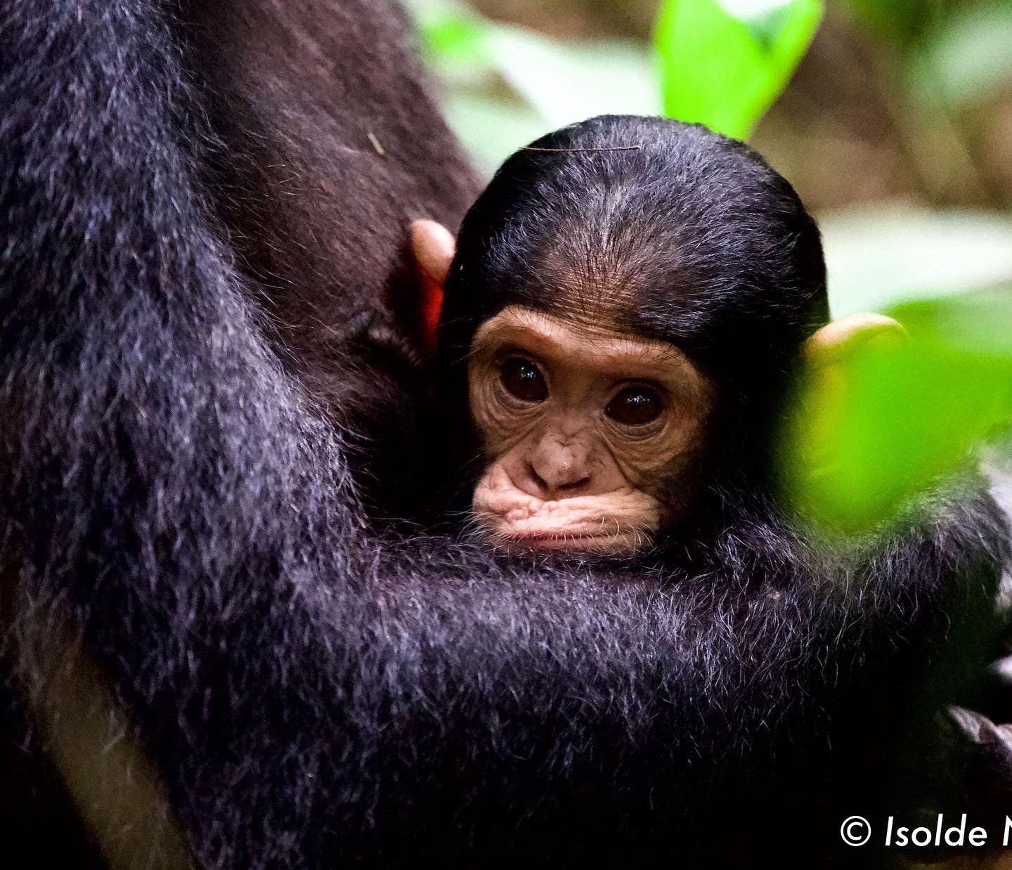 Schimpanse, Chimpanzee, Rainforest, Uganda, Gorilla, Birding, Travel, Uganda Safaris, Mountain Gorillas, Gorilla Tracking, Gorilla Trekking, Uganda Tours, Uganda Tour Operators, Uganda Roundtrip, Uganda Reise, Uganda Trips, Uganda travel, Uganda Grouptrips, Uganda Gruppenreise, schimpansenbaby, chimp baby