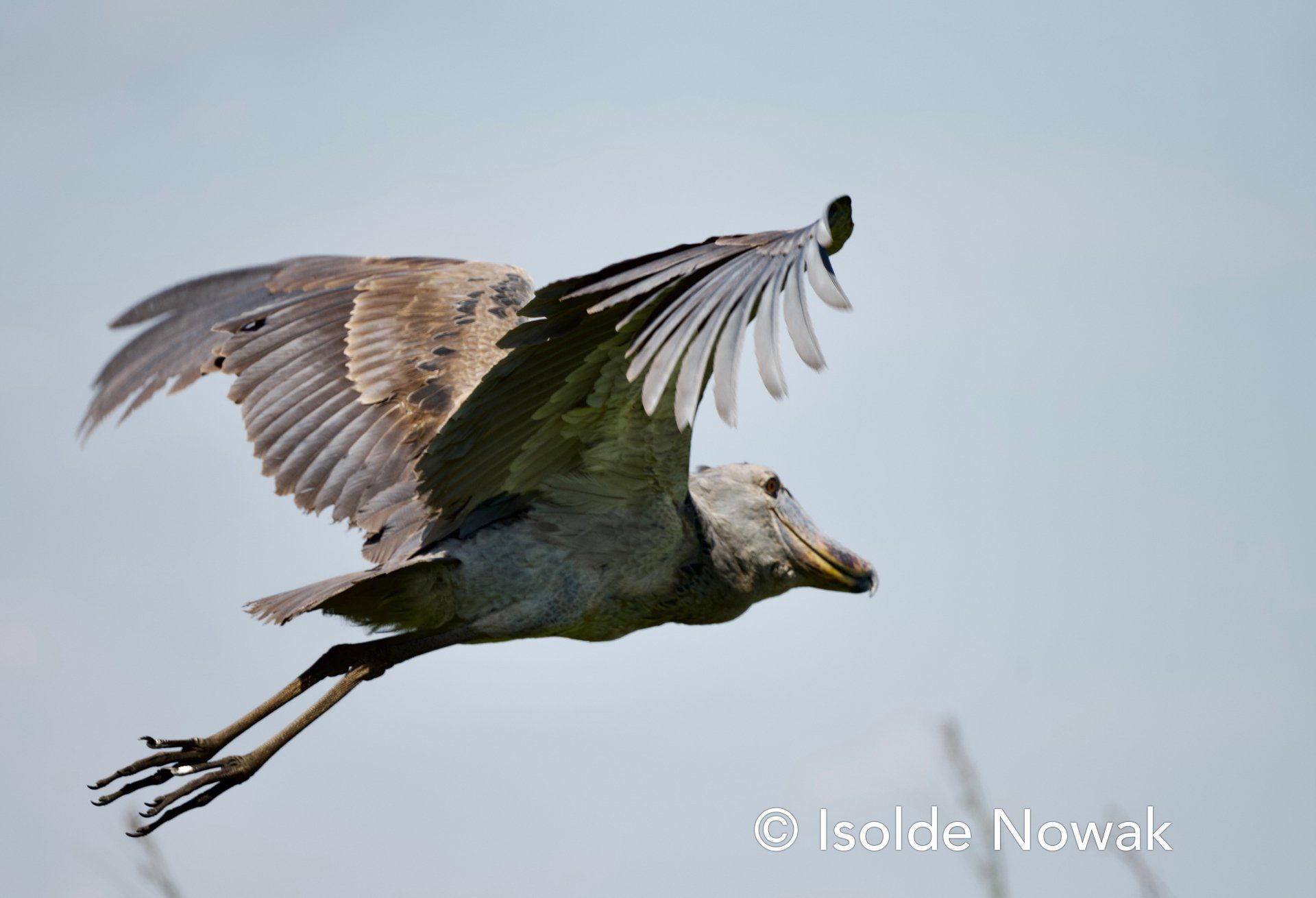 Schuhschnabel, shoebill, Mabamba Swamps, Entebbe, Uganda, Gorilla, Birding, Travel, Uganda Safaris, Mountain Gorillas, Gorilla Tracking, Gorilla Trekking, Uganda Tours, Uganda Tour Operators, Uganda Roundtrip, Uganda Reise, Uganda Trips, Uganda travel, Uganda Grouptrips, Uganda Gruppenreise, nature responsible