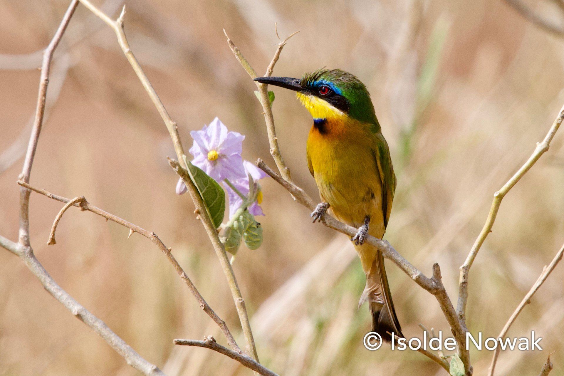 Bee-Eater, Merops, Rainforest, Uganda, Gorilla, Birding, Travel, Uganda Safaris, Mountain Gorillas, Gorilla Tracking, Gorilla Trekking, Uganda Tours, Uganda Tour Operators, Uganda Roundtrip, Uganda Reise, Uganda Trips, Uganda travel, Murchison Falls NP, Uganda Grouptrips, Uganda Gruppenreise