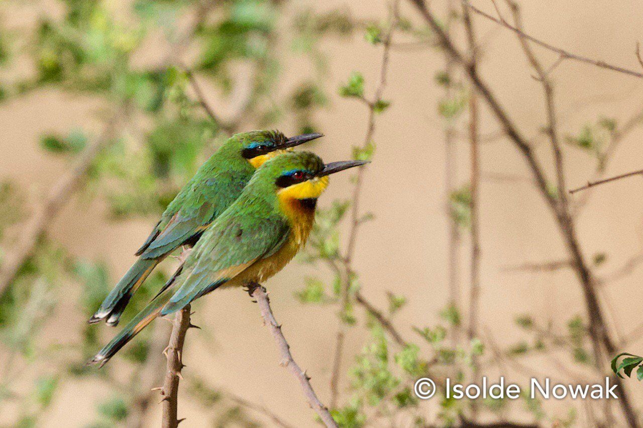 Bee-Eater, Merops, Rainforest, Uganda, Gorilla, Birding, Travel, Uganda Safaris, Mountain Gorillas, Gorilla Tracking, Gorilla Trekking, Uganda Tours, Uganda Tour Operators, Uganda Roundtrip, Uganda Reise, Uganda Trips, Uganda travel, Murchison Falls NP, Uganda Grouptrips, Uganda Gruppenreise