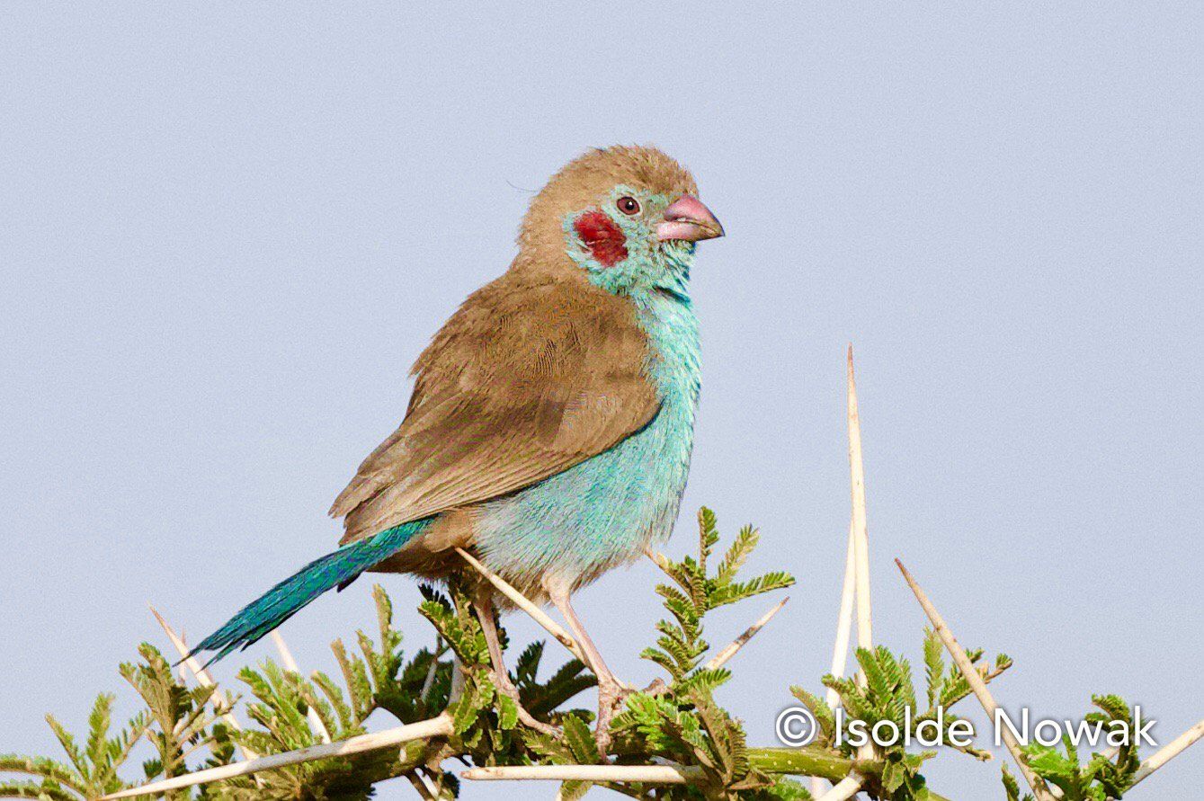 Cordon Bleu, Uganda, Gorilla, Birding, Travel, Uganda Safaris, Mountain Gorillas, Gorilla Tracking, Gorilla Trekking, Uganda Tours, Uganda Tour Operators, Uganda Roundtrip, Uganda Reise, Uganda Trips, Uganda travel, Uganda Grouptrips, Uganda Gruppenreise, nature responsible, Kidepo, Mburo, Murchison, Bwindi, Kibale