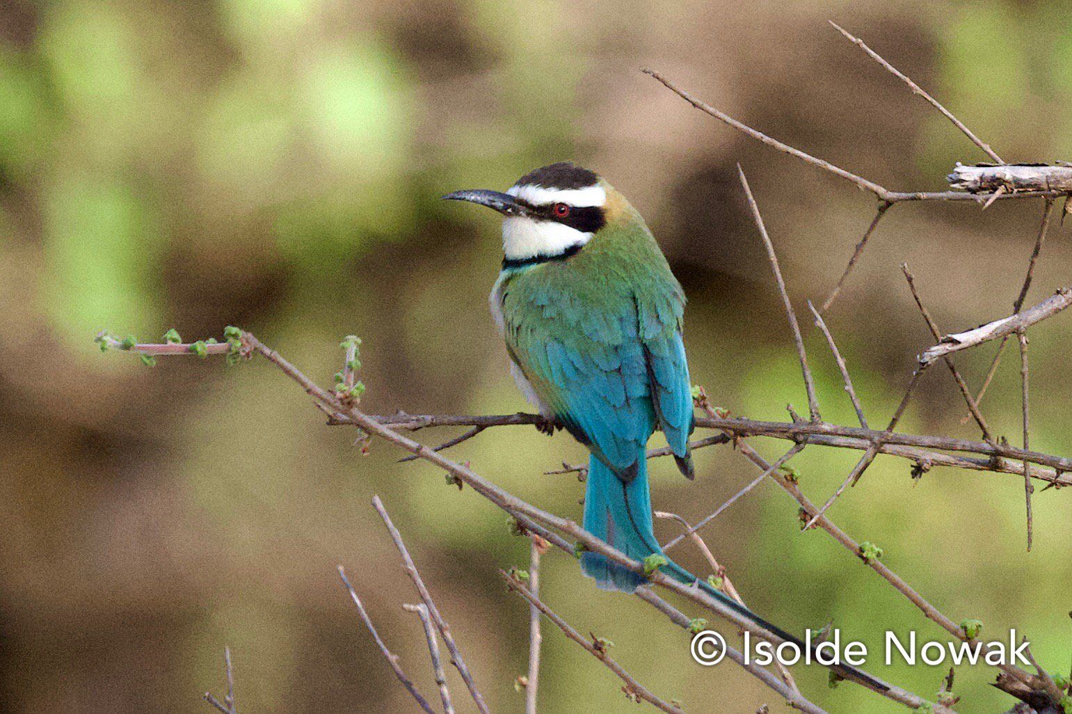 Bee-Eater, Merops, Rainforest, Uganda, Gorilla, Birding, Travel, Uganda Safaris, Mountain Gorillas, Gorilla Tracking, Gorilla Trekking, Uganda Tours, Uganda Tour Operators, Uganda Roundtrip, Uganda Reise, Uganda Trips, Uganda travel, Murchison Falls NP, Uganda Grouptrips, Uganda Gruppenreise