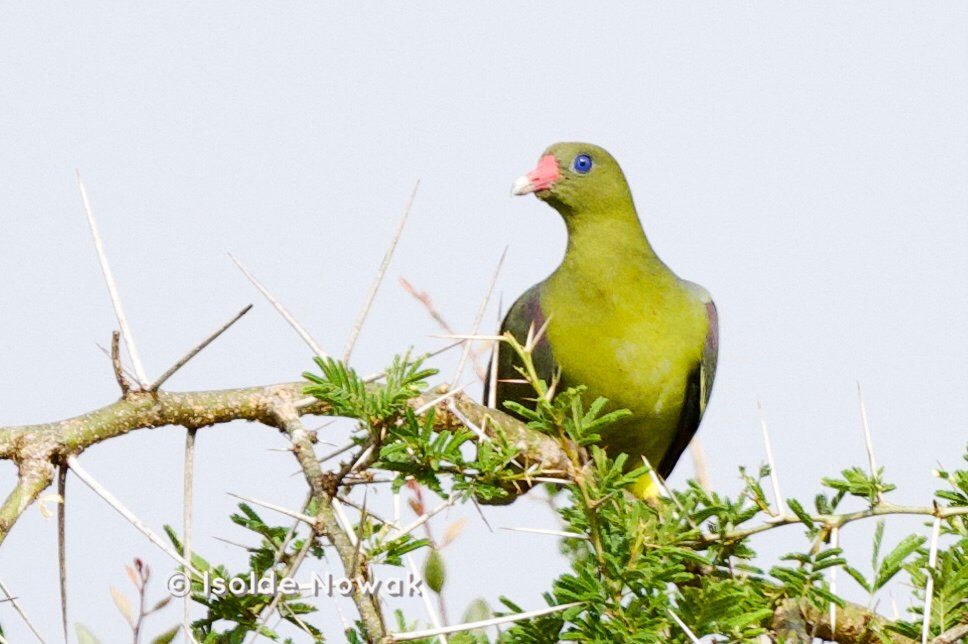 Green Pigeon, Uganda Birding, Gorilla, Birding, Travel, Uganda Safaris, Mountain Gorillas, Gorilla Tracking, Gorilla Trekking, Uganda Tours, Uganda Tour Operators, Uganda Roundtrip, Uganda Reise, Uganda Trips, Uganda travel, Uganda Grouptrips, Uganda Gruppenreise, Birds of Uganda, shoebill, hornbill