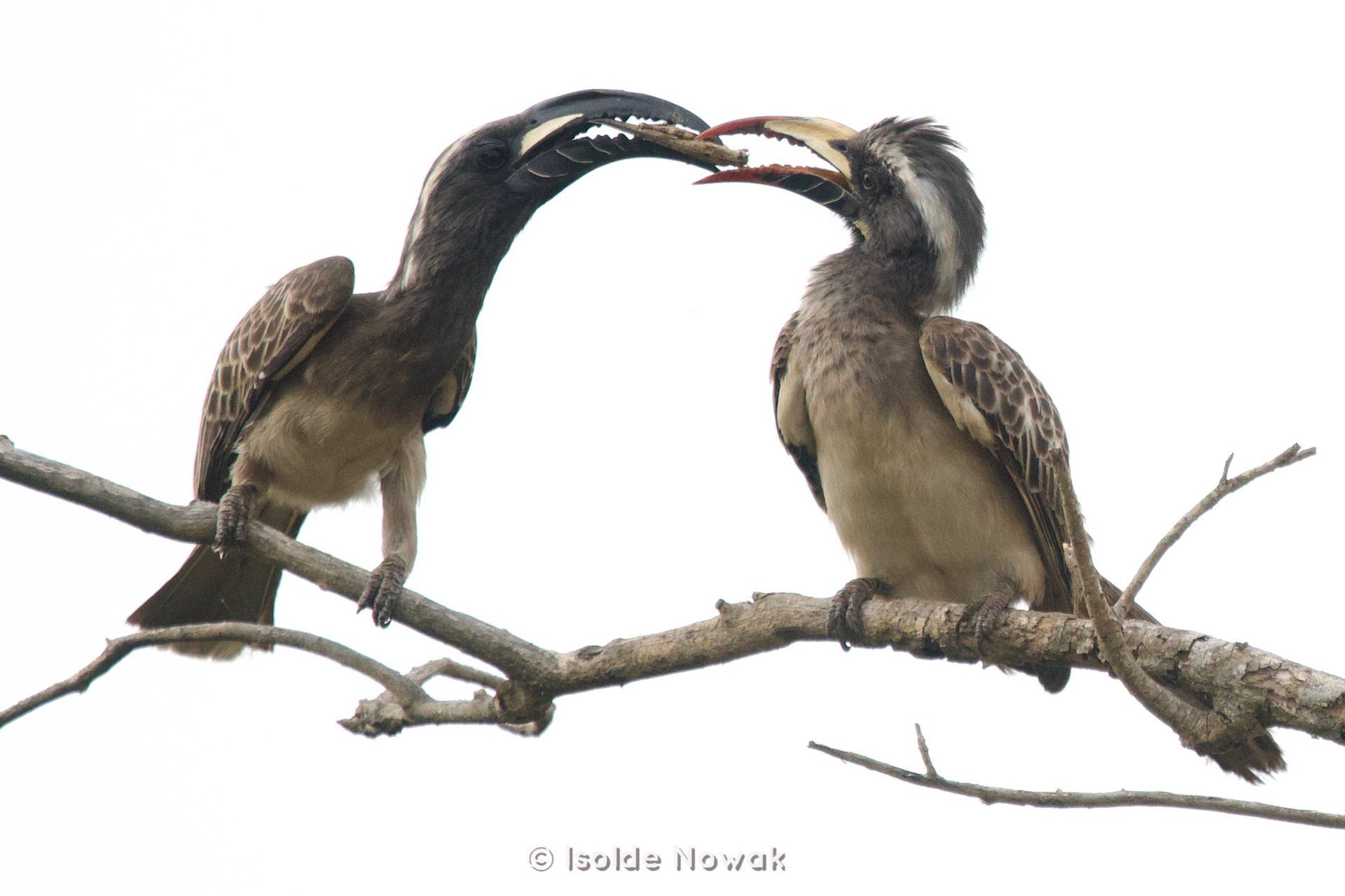 Hornbill feeding, Hornbill, Uganda, Gorilla, Birding, Travel, Uganda Safaris, Mountain Gorillas, Gorilla Tracking, Gorilla Trekking, Uganda Tours, Uganda Tour Operators, Uganda Roundtrip, Uganda Reise, Uganda Trips, Uganda travel, Uganda Grouptrips, Uganda Gruppenreise, nature responsible