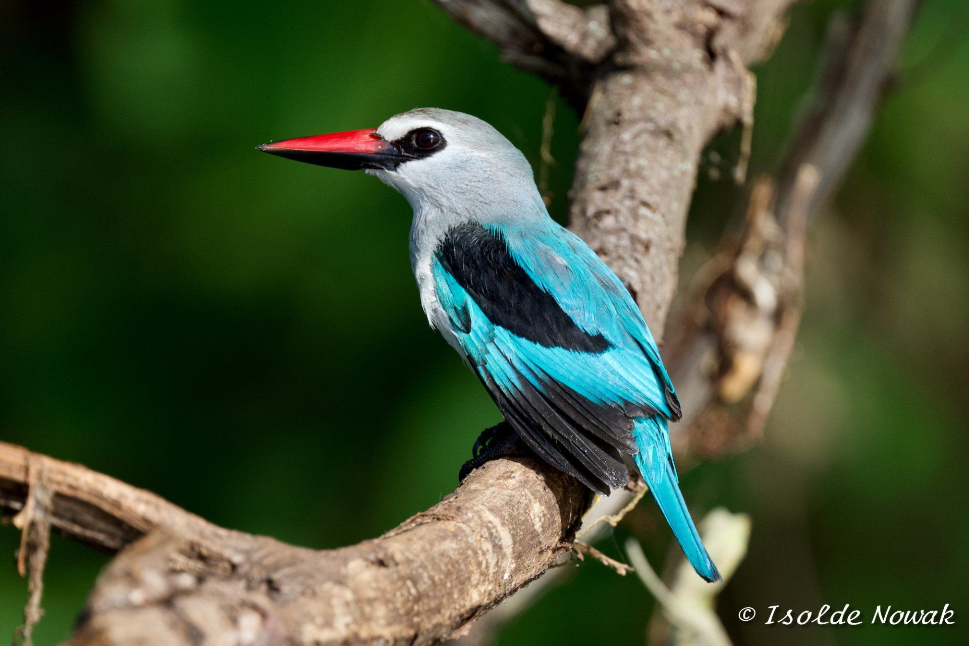 Woodland Kingfisher, Uganda Birding, Gorilla, Birding, Travel, Uganda Safaris, Mountain Gorillas, Gorilla Tracking, Gorilla Trekking, Uganda Tours, Uganda Tour Operators, Uganda Roundtrip, Uganda Reise, Uganda Trips, Uganda travel, Uganda Grouptrips, Uganda Gruppenreise, Birds of Uganda, shoebill, hornbill
