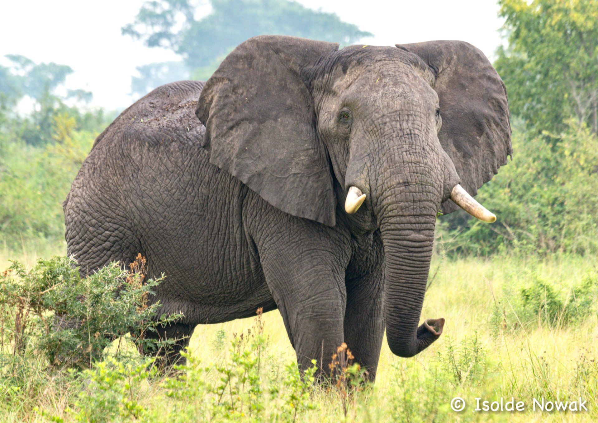 Elephant, Uganda, Gorilla, Birding, Travel, Uganda Safaris, Mountain Gorillas, Gorilla Tracking, Gorilla Trekking, Uganda Tours, Uganda Tour Operators, Uganda Roundtrip, Uganda Reise, Uganda Trips, Uganda travel, Uganda Grouptrips, Uganda Gruppenreise, nature responsible
