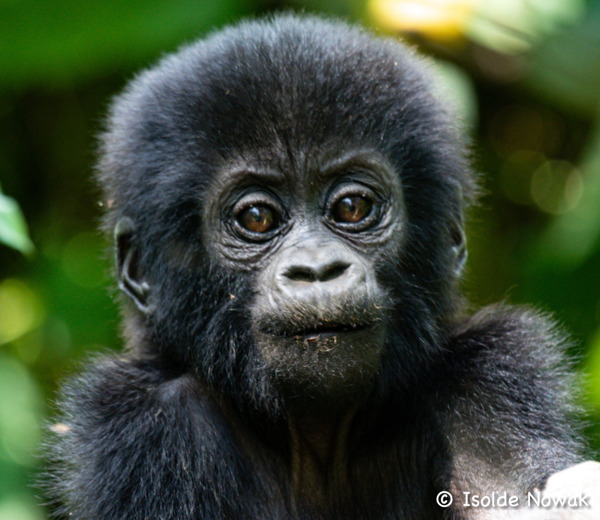 9 Days Uganda Roundtrip, Gorilla, Birding, Travel, Uganda Safaris, Mountain Gorillas, Gorilla Tracking, Gorilla Trekking, Uganda Tours, Uganda Tour Operators, Uganda Roundtrip, Uganda Reise, Shoebill, Rhino, Chimpanzee, Chimpanzee Tracking, Uganda Gruppenreise, Uganda Grouptrip