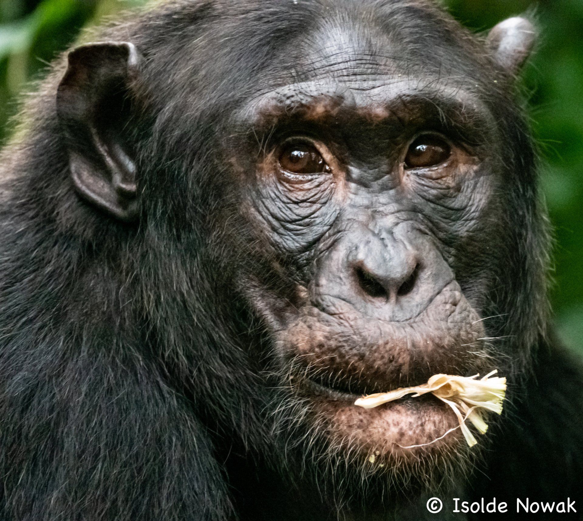 Schimpanse, Chimpanzee, Rainforest, Uganda, Gorilla, Birding, Travel, Uganda Safaris, Mountain Gorillas, Gorilla Tracking, Gorilla Trekking, Uganda Tours, Uganda Tour Operators, Uganda Roundtrip, Uganda Reise, Uganda Trips, Uganda travel, Uganda Grouptrips, Uganda Gruppenreise