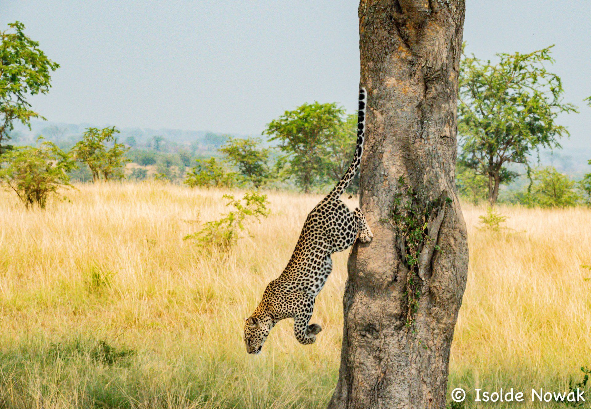 Leopard, Ishasha, Queen Elizabeth NP, Uganda, Gorilla, Birding, Travel, Uganda Safaris, Mountain Gorillas, Gorilla Tracking, Gorilla Trekking, Uganda Tours, Uganda Tour Operators, Uganda Roundtrip, Uganda Reise, Uganda Trips, Uganda travel, Uganda Grouptrips, Uganda Gruppenreise, nature responsible