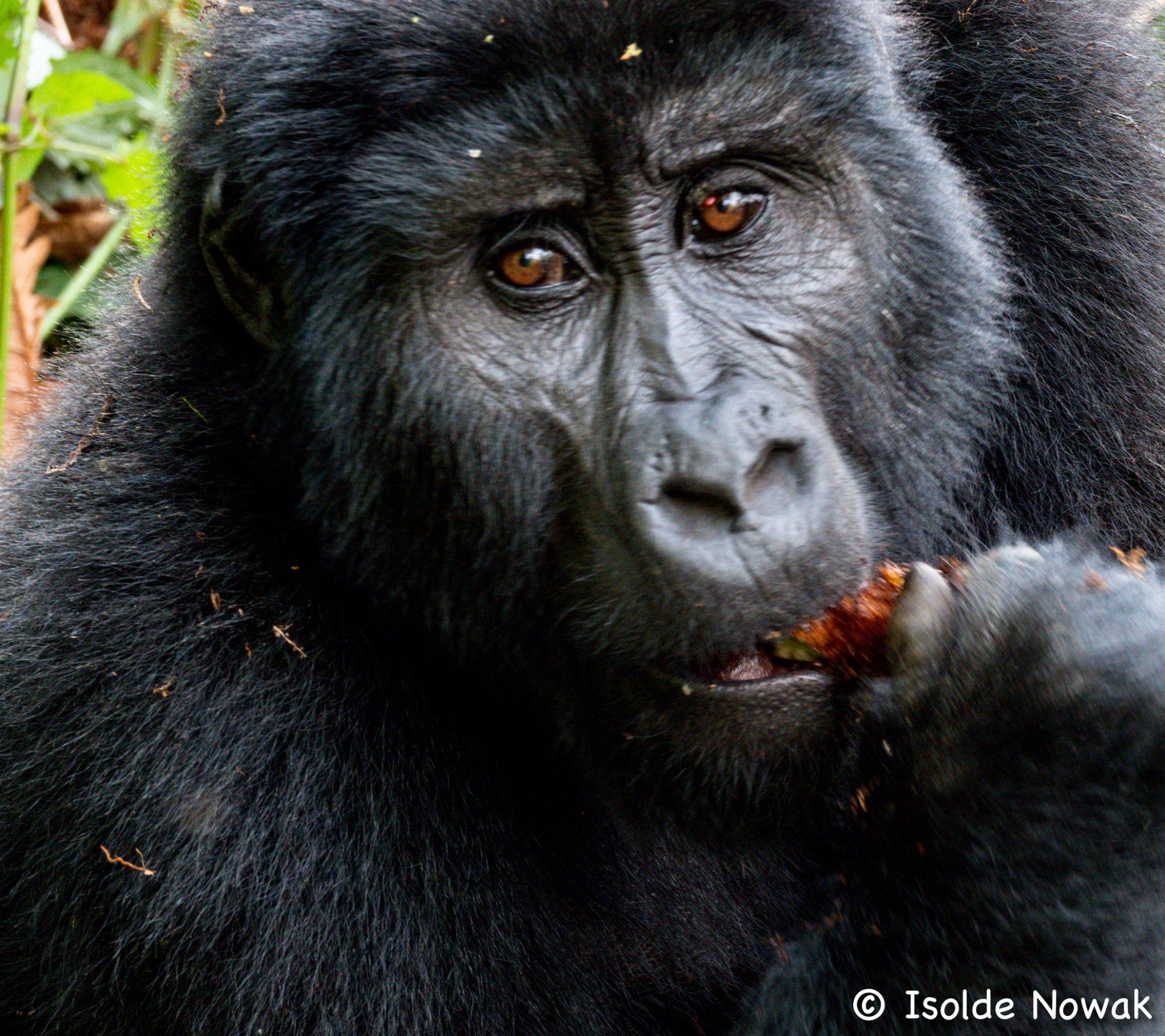 Mountain Gorilla, Uganda, Gorilla, Birding, Travel, Uganda Safaris, Mountain Gorillas, Gorilla Tracking, Gorilla Trekking, Uganda Tours, Uganda Tour Operators, Uganda Roundtrip, Uganda Reise, Uganda Trips, Uganda travel, Uganda Grouptrips, Uganda Gruppenreise
