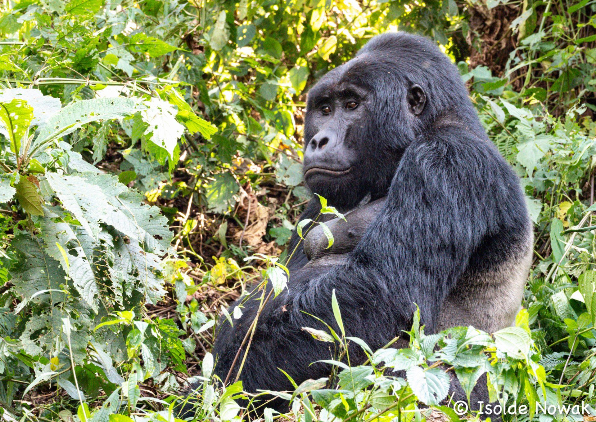 Gorilla, Mountain Gorilla, Silverback, Bwindi, Rainforest, Uganda, Gorilla, Birding, Travel, Uganda Safaris, Mountain Gorillas, Gorilla Tracking, Gorilla Trekking, Uganda Tours, Uganda Tour Operators, Uganda Roundtrip, Uganda Reise, Uganda Trips, Uganda travel, Uganda Grouptrips, Uganda Gruppenreise