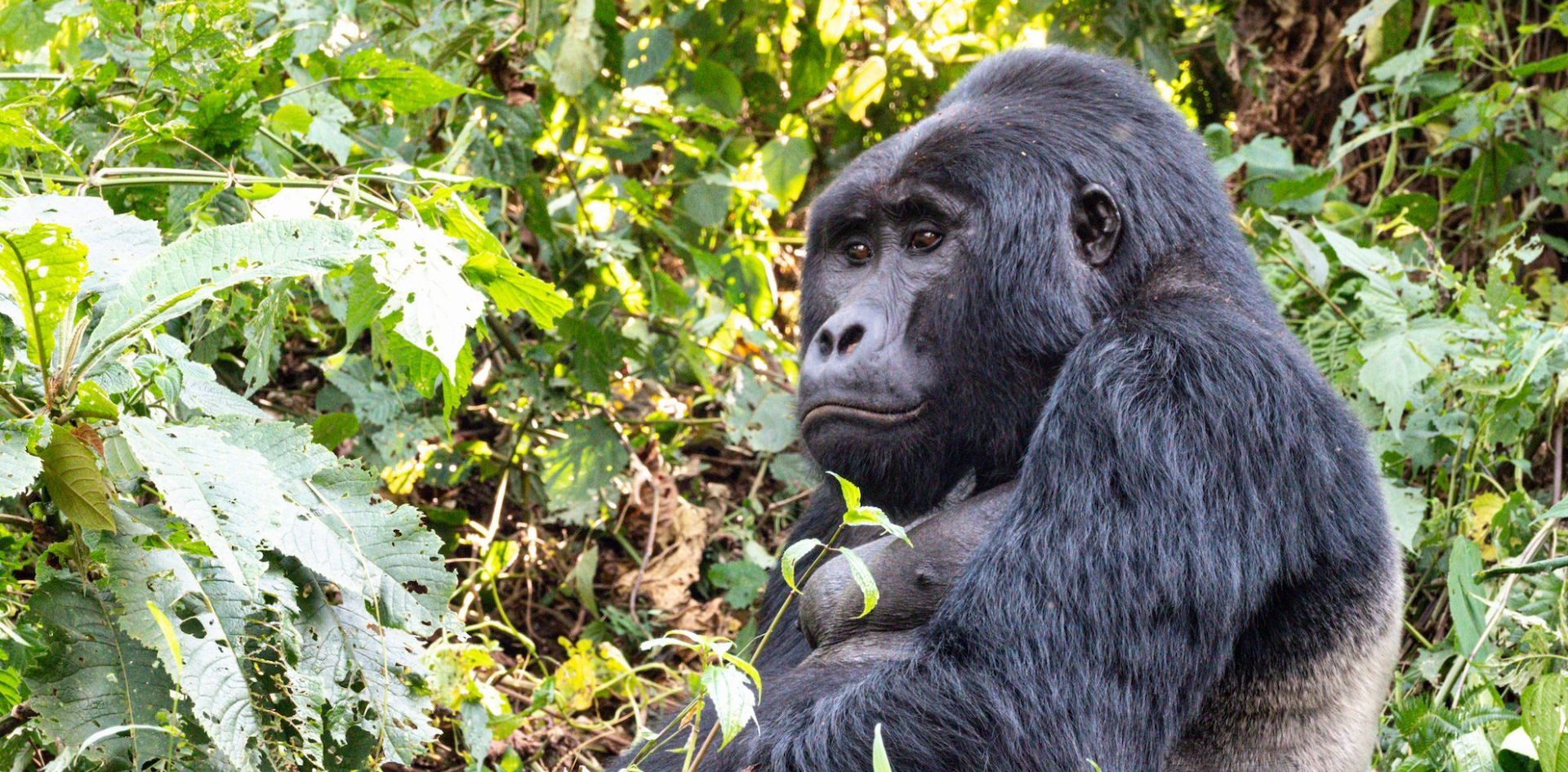 Rwanda, Uganda, Gorilla, Birding, Travel, Uganda Safaris, Mountain Gorillas, Gorilla Tracking, Gorilla Trekking, Uganda Tours, Uganda Tour Operators, Uganda Roundtrip, Uganda Reise, Uganda Trips, Uganda travel, Uganda Grouptrips, Uganda Gruppenreise