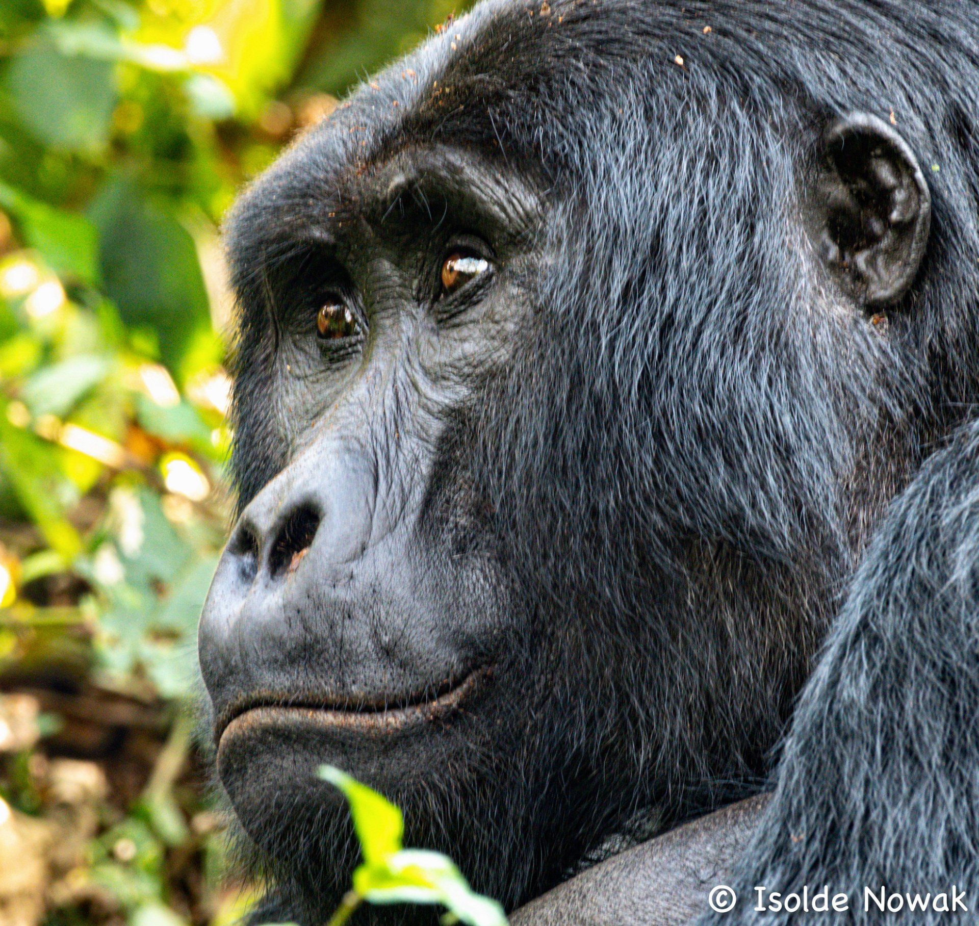 Gorilla, Mountain Gorilla, Bwindi, Rainforest, Uganda, Gorilla, Birding, Travel, Uganda Safaris, Mountain Gorillas, Gorilla Tracking, Gorilla Trekking, Uganda Tours, Uganda Tour Operators, Uganda Roundtrip, Uganda Reise, Uganda Trips, Uganda travel, Uganda Grouptrips, Uganda Gruppenreise