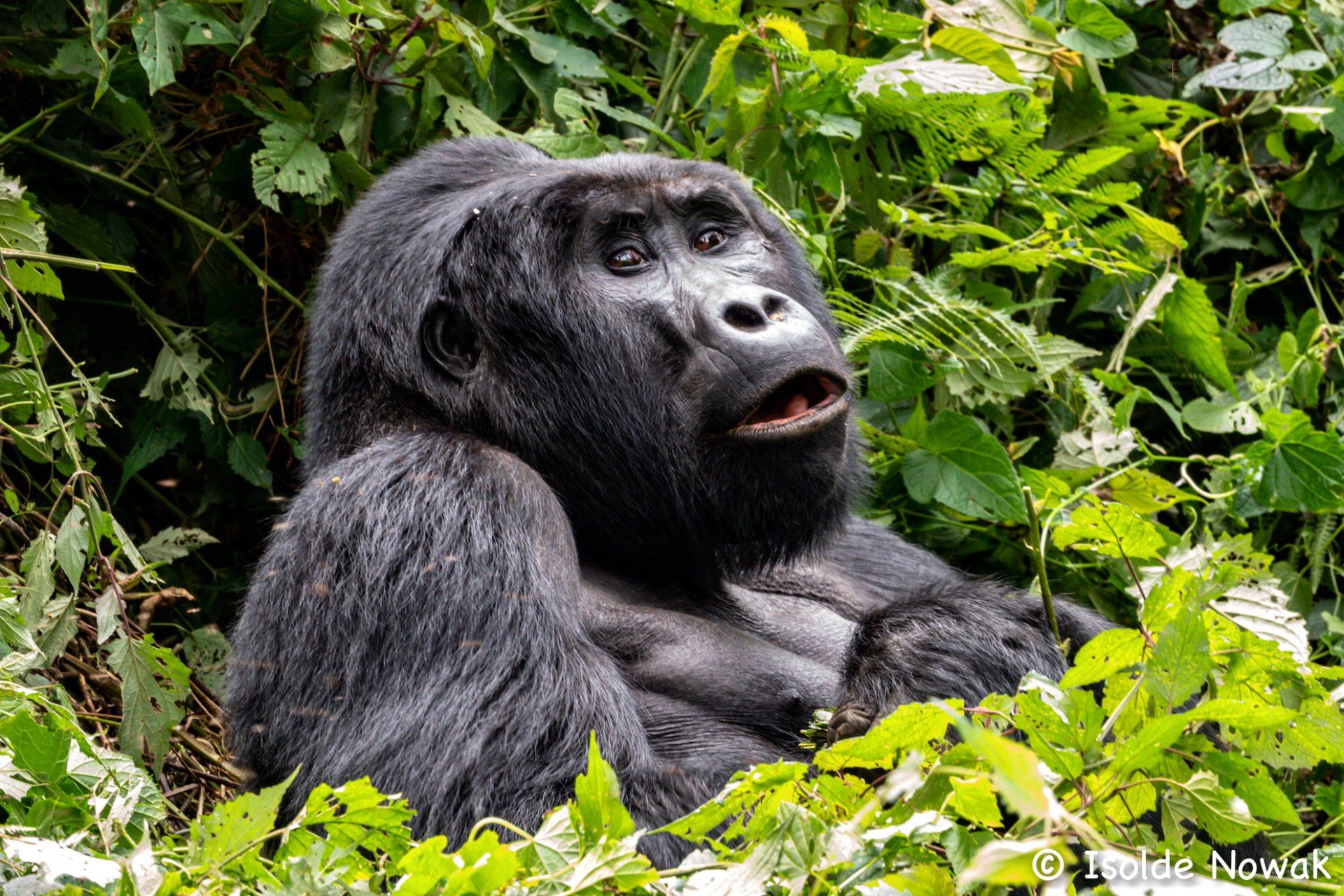 Gorilla, Mountain Gorilla, Bee-Eater, Merops, Rainforest, Uganda, Gorilla, Birding, Travel, Uganda Safaris, Mountain Gorillas, Gorilla Tracking, Gorilla Trekking, Uganda Tours, Uganda Tour Operators, Uganda Roundtrip, Uganda Reise, Uganda Trips, Uganda travel, Uganda Grouptrips, Uganda Gruppenreise