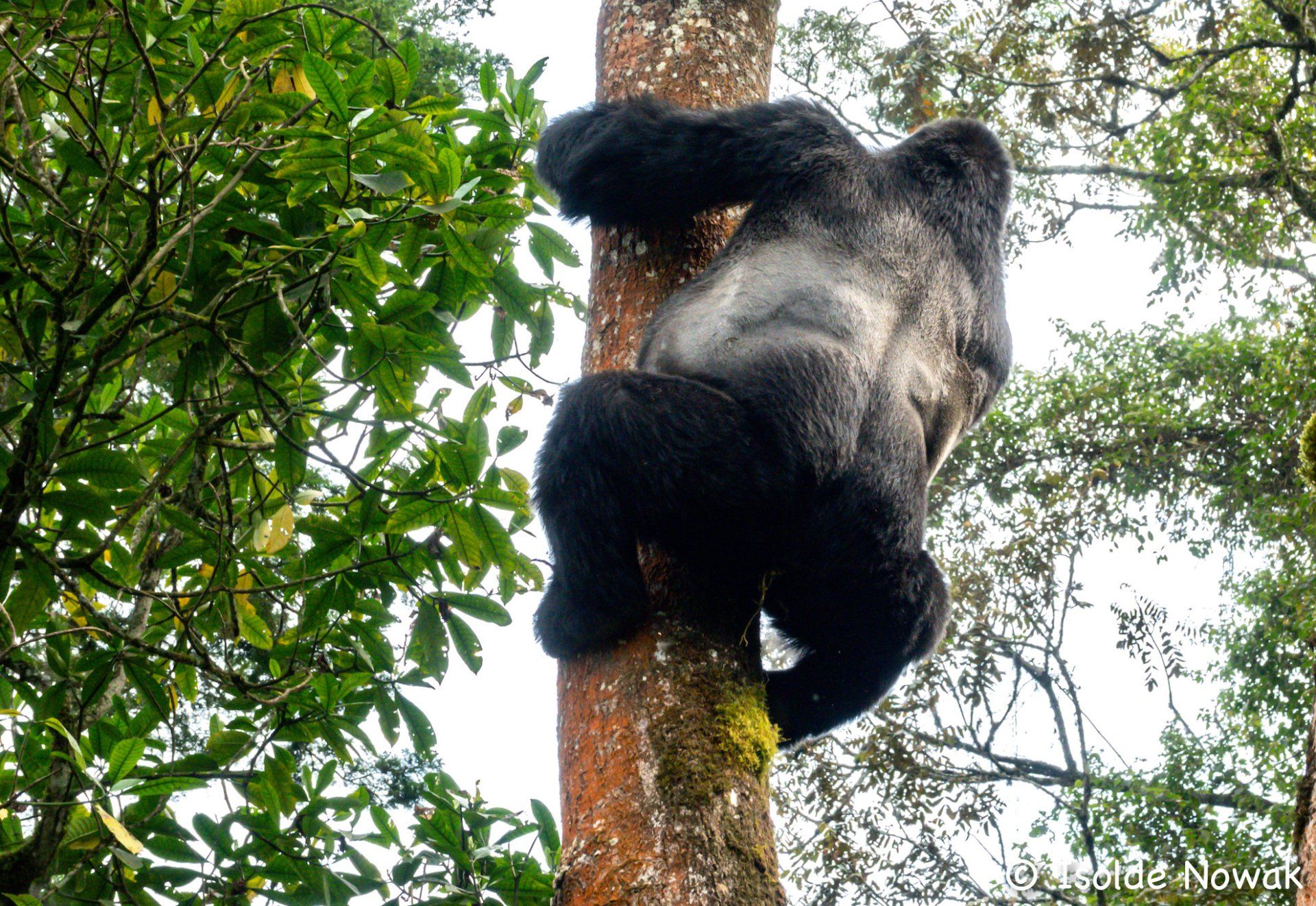 Uganda Safari book with the experts of Nature Responsible Safari Uganda
