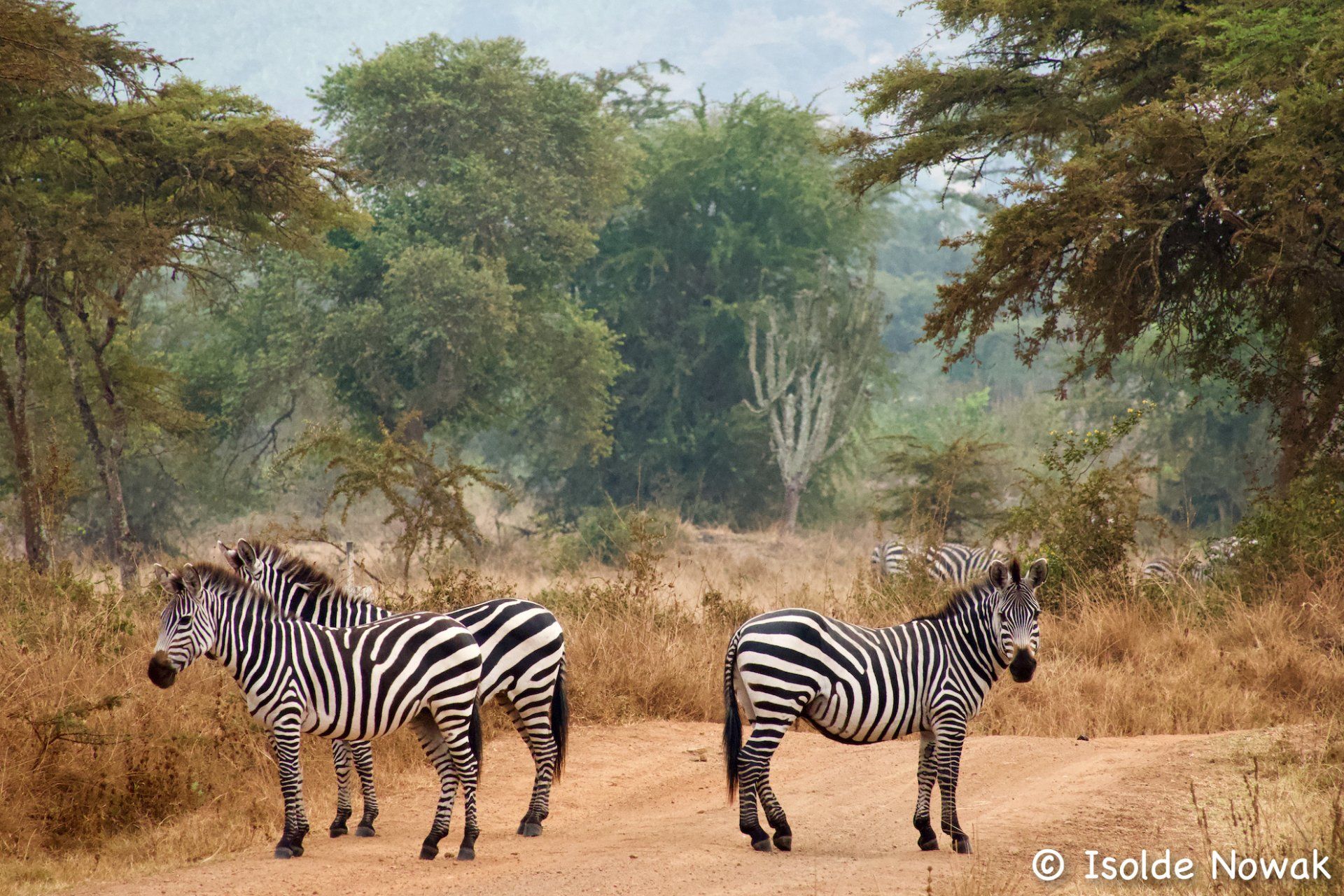 9 Days Uganda Roundtrip, Gorilla, Birding, Travel, Uganda Safaris, Mountain Gorillas, Gorilla Tracking, Gorilla Trekking, Uganda Tours, Uganda Tour Operators, Uganda Roundtrip, Uganda Reise, Shoebill, Rhino, Chimpanzee, Chimpanzee Tracking, Uganda Gruppenreise, Uganda Grouptrip