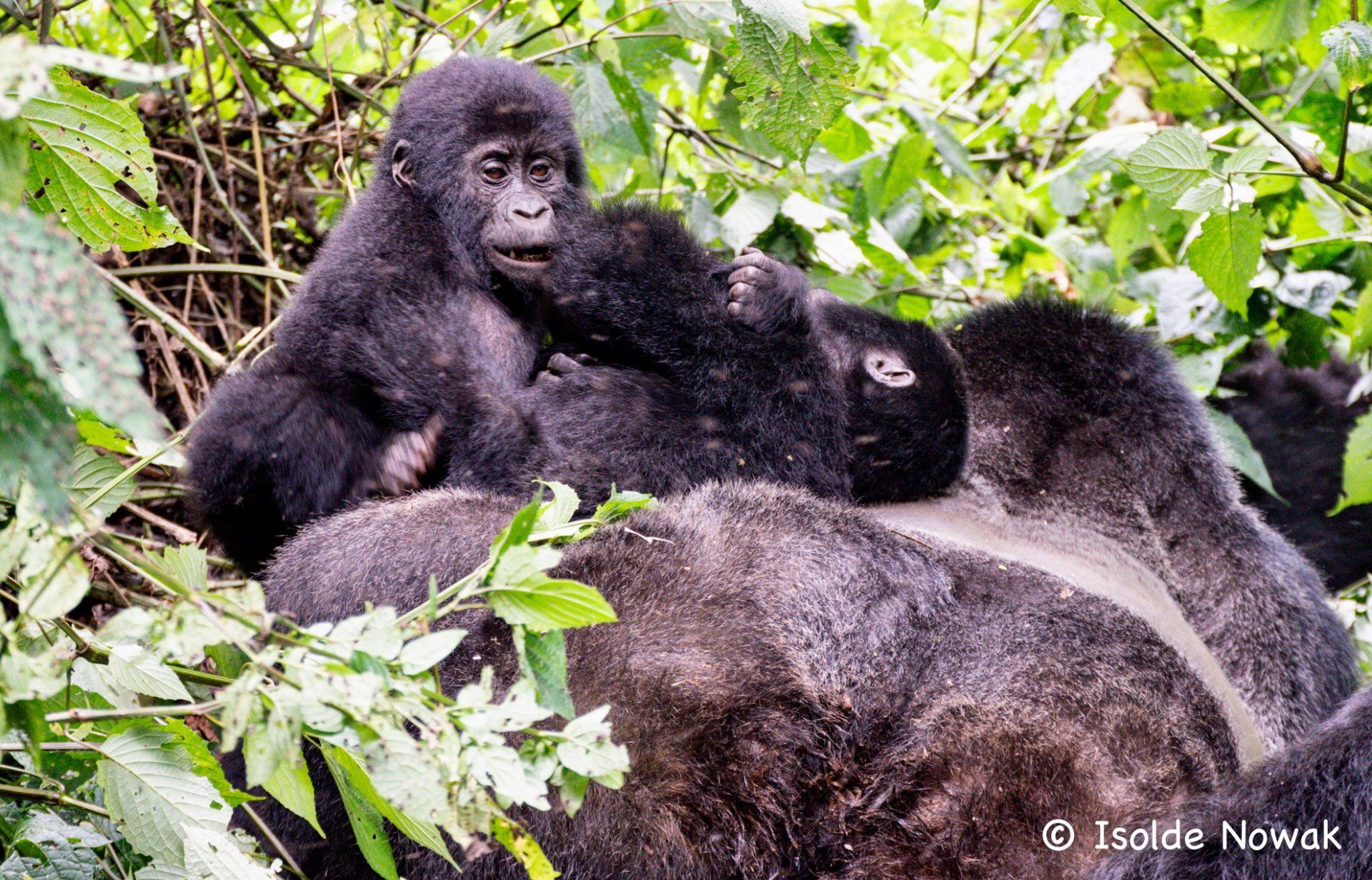Gorilla Baby, Mountain Gorillas, Silverback, Uganda, Gorilla, Birding, Travel, Uganda Safaris, Mountain Gorillas, Gorilla Tracking, Gorilla Trekking, Uganda Tours, Uganda Tour Operators, Uganda Roundtrip, Uganda Reise, Uganda Trips, Uganda travel, Uganda Grouptrips, Uganda Gruppenreise, nature responsible