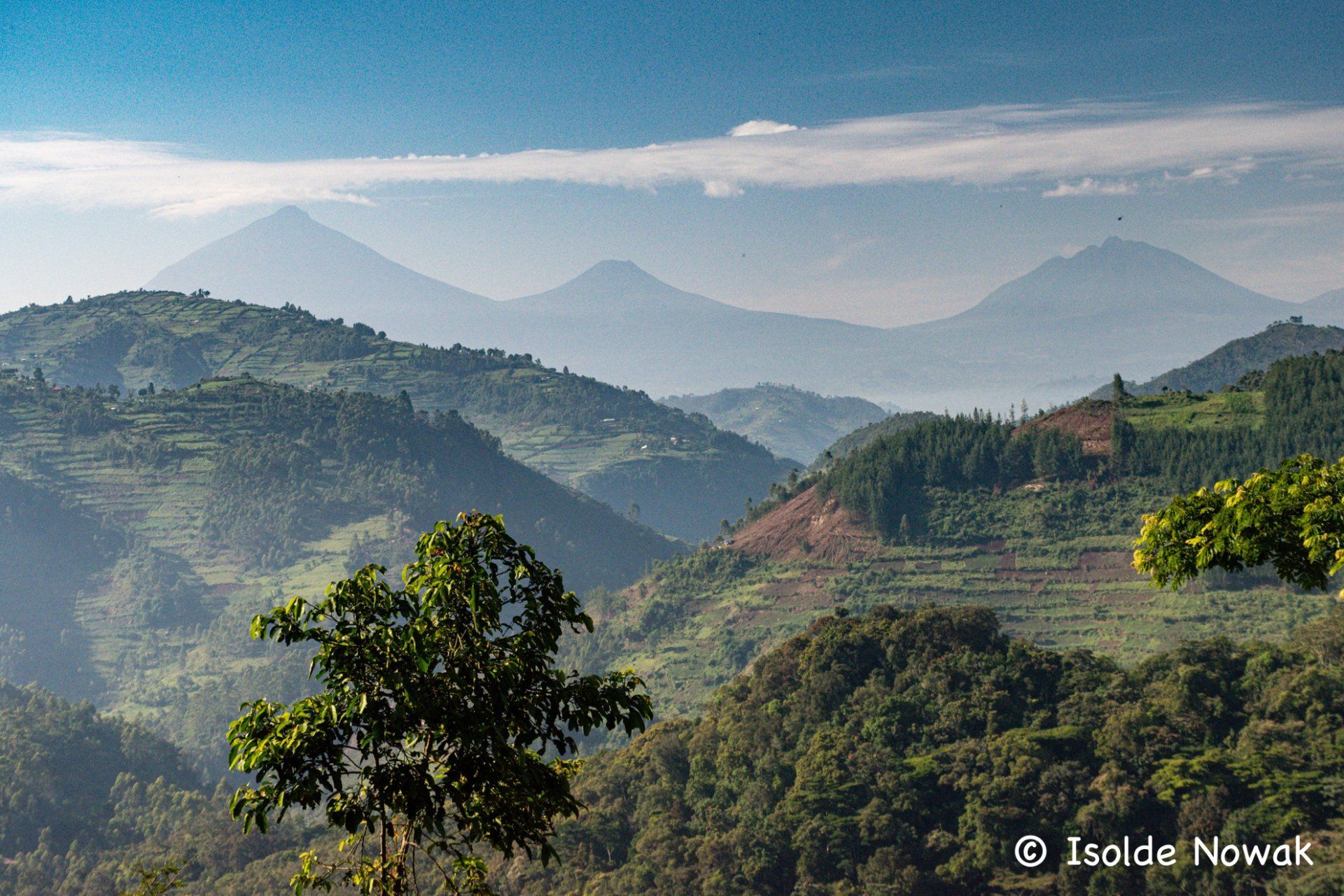 Volcanoes, Rwanda, Bwindi, Uganda, Gorilla, Birding, Travel, Uganda Safaris, Mountain Gorillas, Gorilla Tracking, Gorilla Trekking, Uganda Tours, Uganda Tour Operators, Uganda Roundtrip, Uganda Reise, Uganda Trips, Uganda travel, Uganda Grouptrips, Uganda Gruppenreise, nature responsible