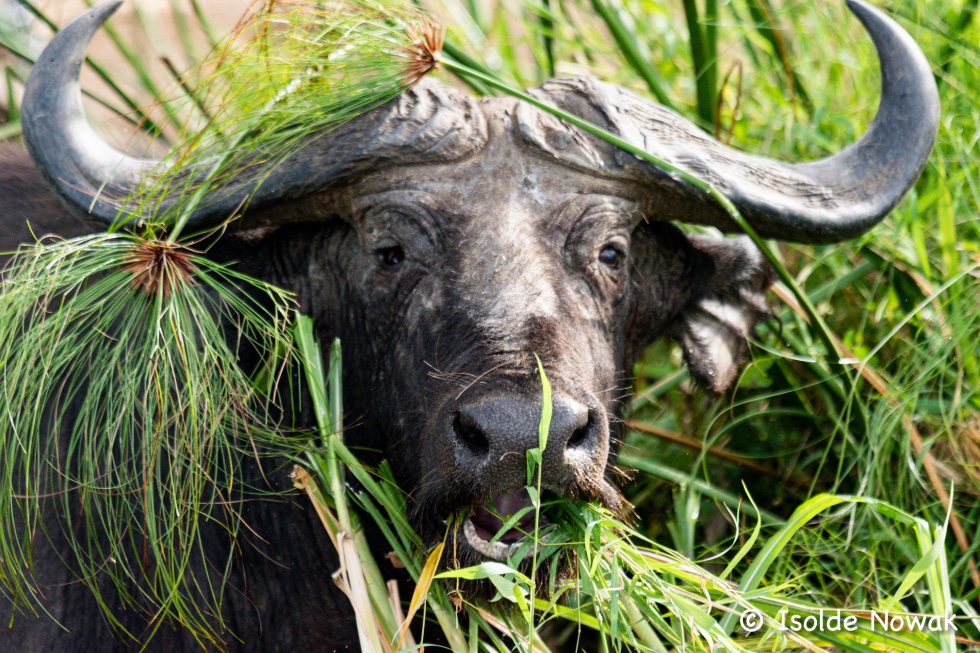 Uganda Safari book with the experts of Nature Responsible Safari Uganda