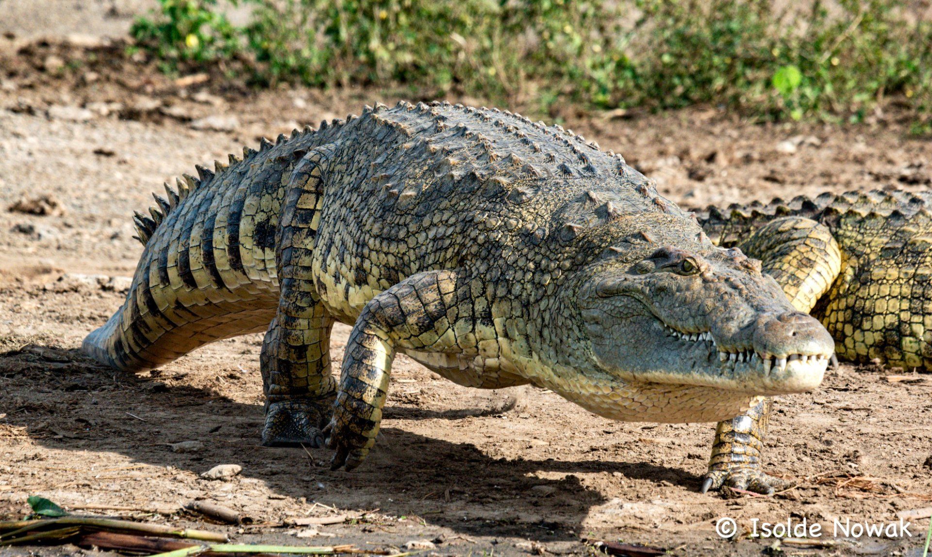 Nile Crocodile, Krokodil, Uganda, Gorilla, Birding, Travel, Uganda Safaris, Mountain Gorillas, Gorilla Tracking, Gorilla Trekking, Uganda Tours, Uganda Tour Operators, Uganda Roundtrip, Uganda Reise, Uganda Trips, Uganda travel, Uganda Grouptrips, Uganda Gruppenreise, nature responsible