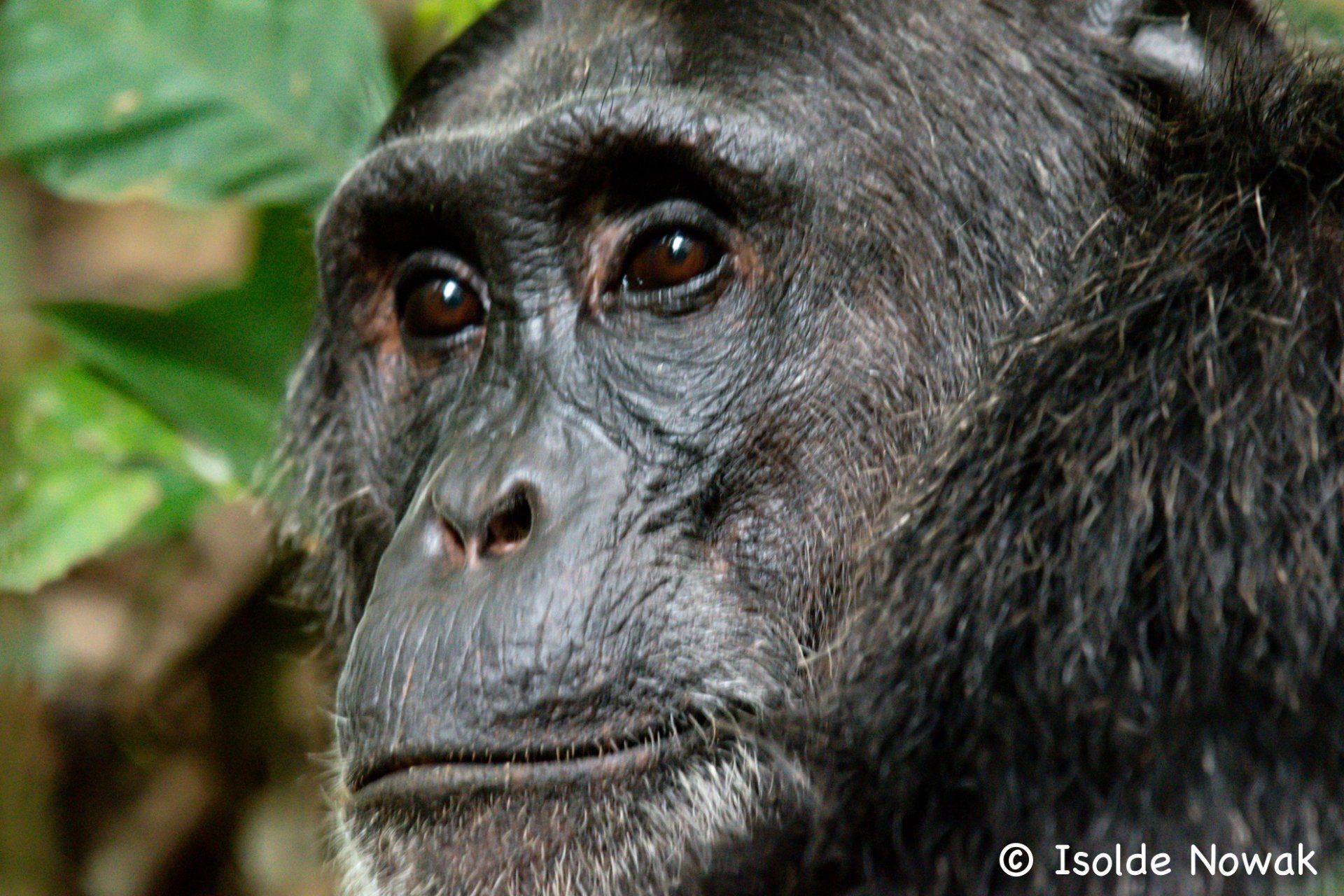 Schimpanse, Chimpanzee, Rainforest, Uganda, Gorilla, Birding, Travel, Uganda Safaris, Mountain Gorillas, Gorilla Tracking, Gorilla Trekking, Uganda Tours, Uganda Tour Operators, Uganda Roundtrip, Uganda Reise, Uganda Trips, Uganda travel, Uganda Grouptrips, Uganda Gruppenreise