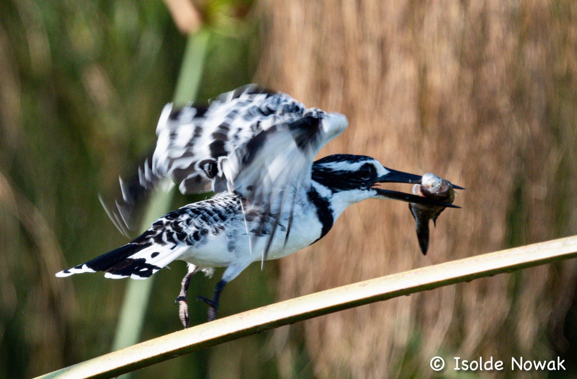 Graufischer, Pied Kingfisher, Uganda, Gorilla, Birding, Travel, Uganda Safaris, Mountain Gorillas, Gorilla Tracking, Gorilla Trekking, Uganda Tours, Uganda Tour Operators, Uganda Roundtrip, Uganda Reise, Uganda Trips, Uganda travel, Uganda Grouptrips, Uganda Gruppenreise, nature responsible