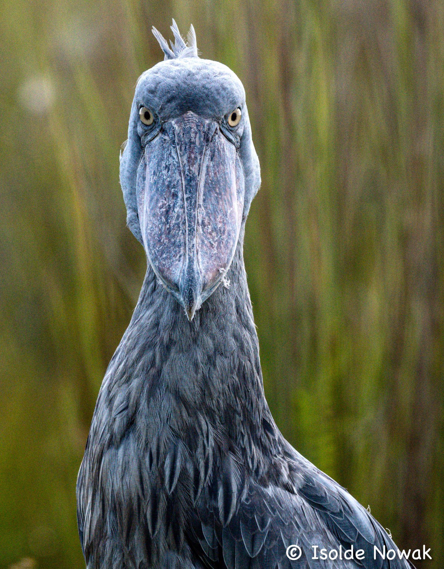 Schuhschnabel, shoebill, Uganda, Gorilla, Birding, Travel, Uganda Safaris, Mountain Gorillas, Gorilla Tracking, Gorilla Trekking, Uganda Tours, Uganda Tour Operators, Uganda Roundtrip, Uganda Reise, Uganda Trips, Uganda travel, Uganda Grouptrips, Uganda Gruppenreise, nature responsible