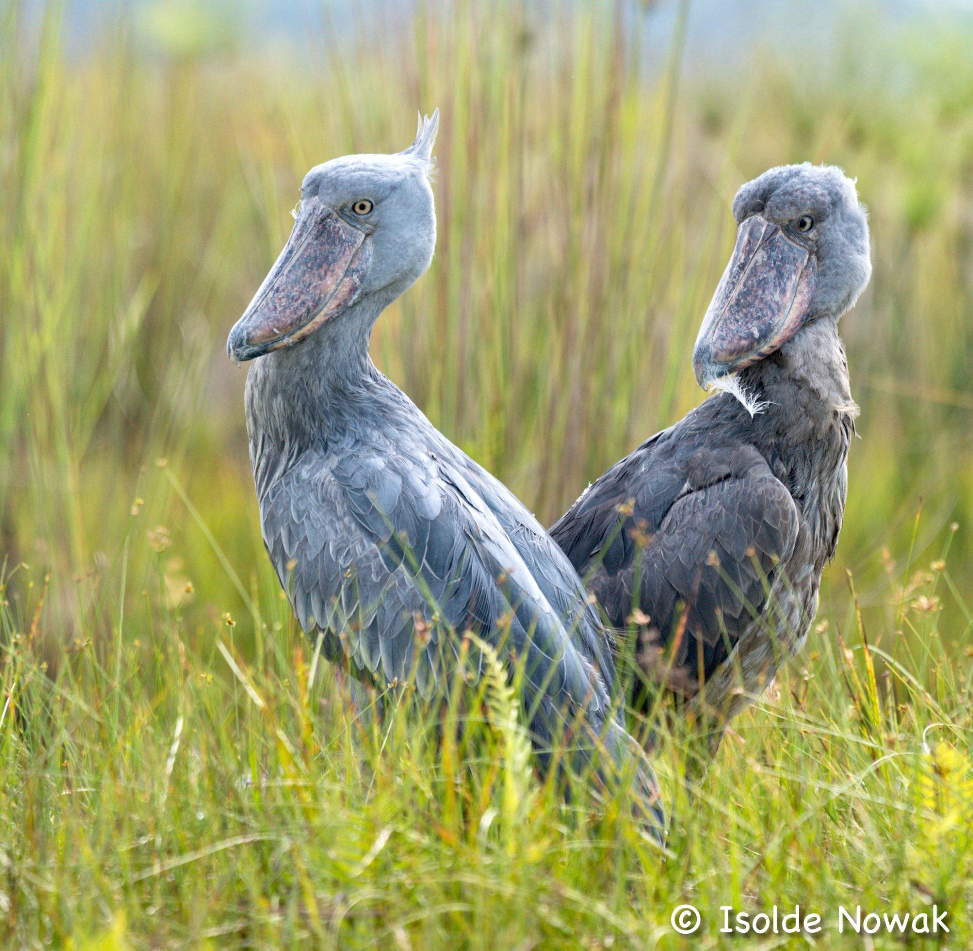 14 Days Uganda Roundtrip, private Uganda tours, Gorilla, Birding, Travel, Uganda Safaris, Mountain Gorillas, Gorilla Tracking, Gorilla Trekking, Uganda Tours, Uganda Tour Operators, Uganda Roundtrip, Uganda Reise, Shoebill, Rhino, Chimpanzee, Gorilla Tracking, Chimpanzee Tracking, Gorilla Trekking