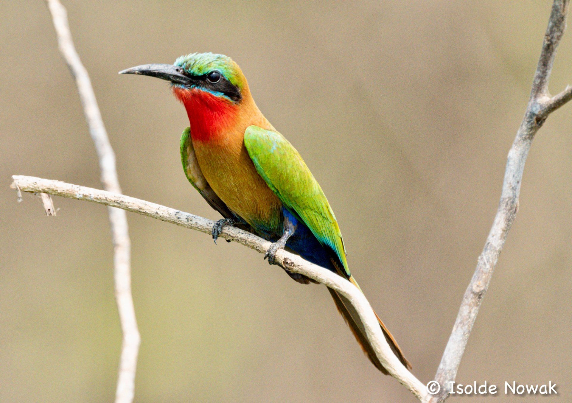Bee-Eater, Merops, Rainforest, Uganda, Gorilla, Birding, Travel, Uganda Safaris, Mountain Gorillas, Gorilla Tracking, Gorilla Trekking, Uganda Tours, Uganda Tour Operators, Uganda Roundtrip, Uganda Reise, Uganda Trips, Uganda travel, Murchison Falls NP, Uganda Grouptrips, Uganda Gruppenreise